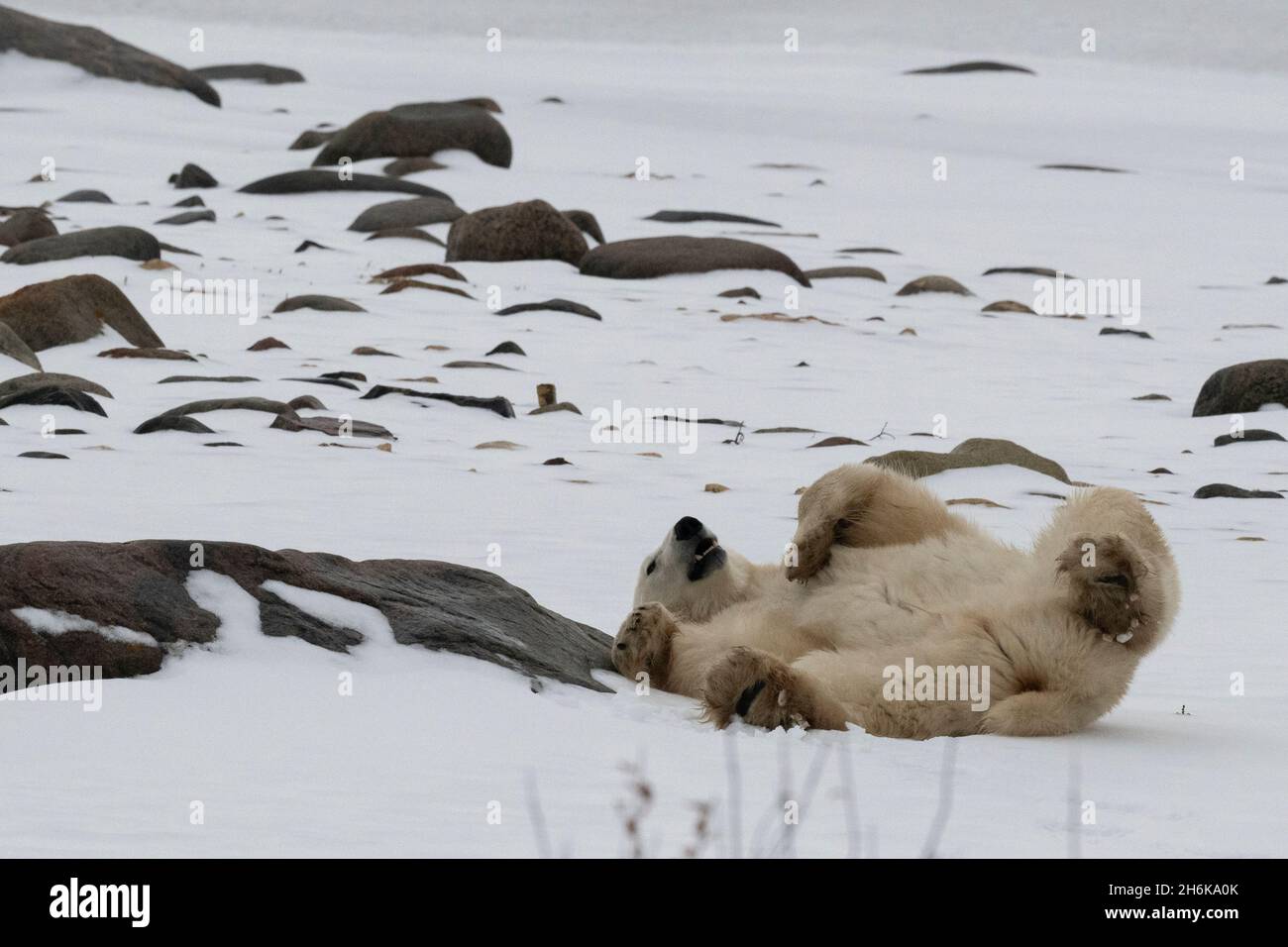 Canada, Manitoba, Churchill.Ours polaire masculin solitaire reposant sur la neige.(SAUVAGE : Ursus maritimus) Banque D'Images