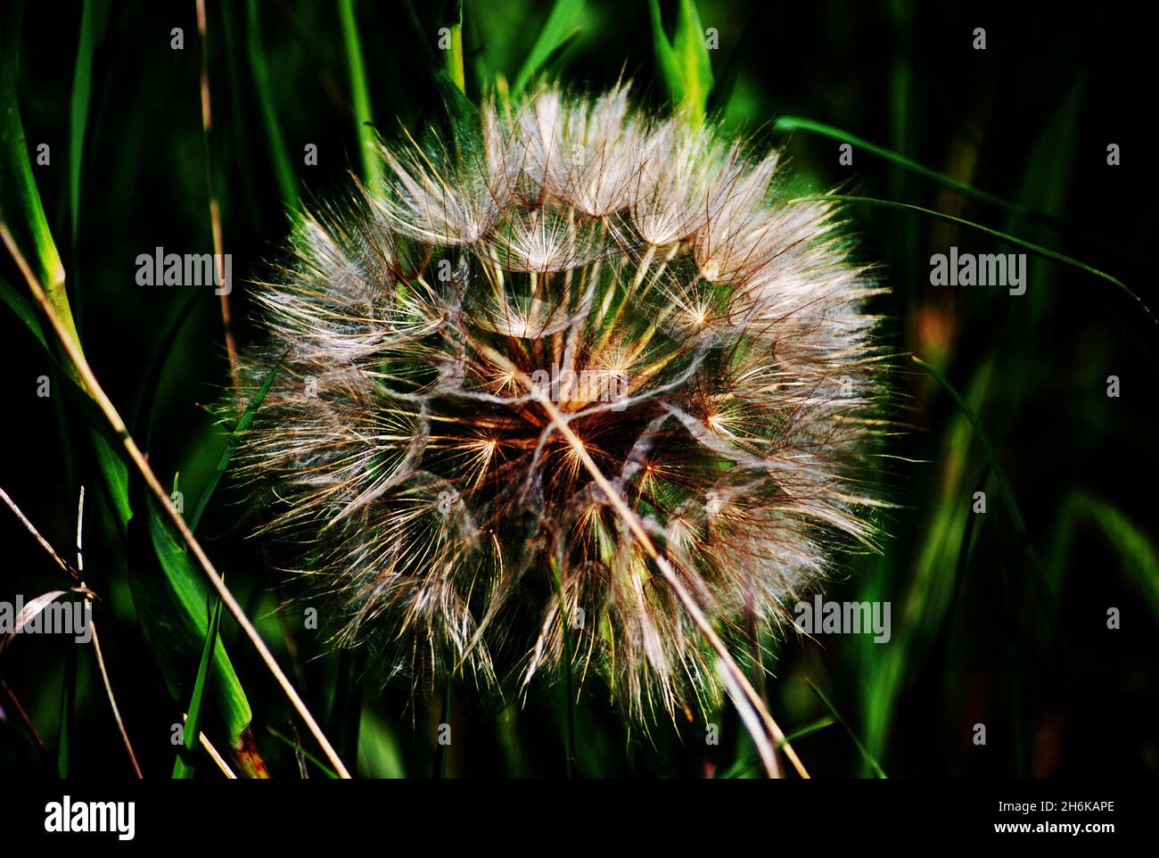 Gros plan de la tête de semence de pissenlit, le soleil se jesse du pappus à plumes.AKA puffballs ou dandelion seed clock, espèces végétales du genre Taraxacum Banque D'Images