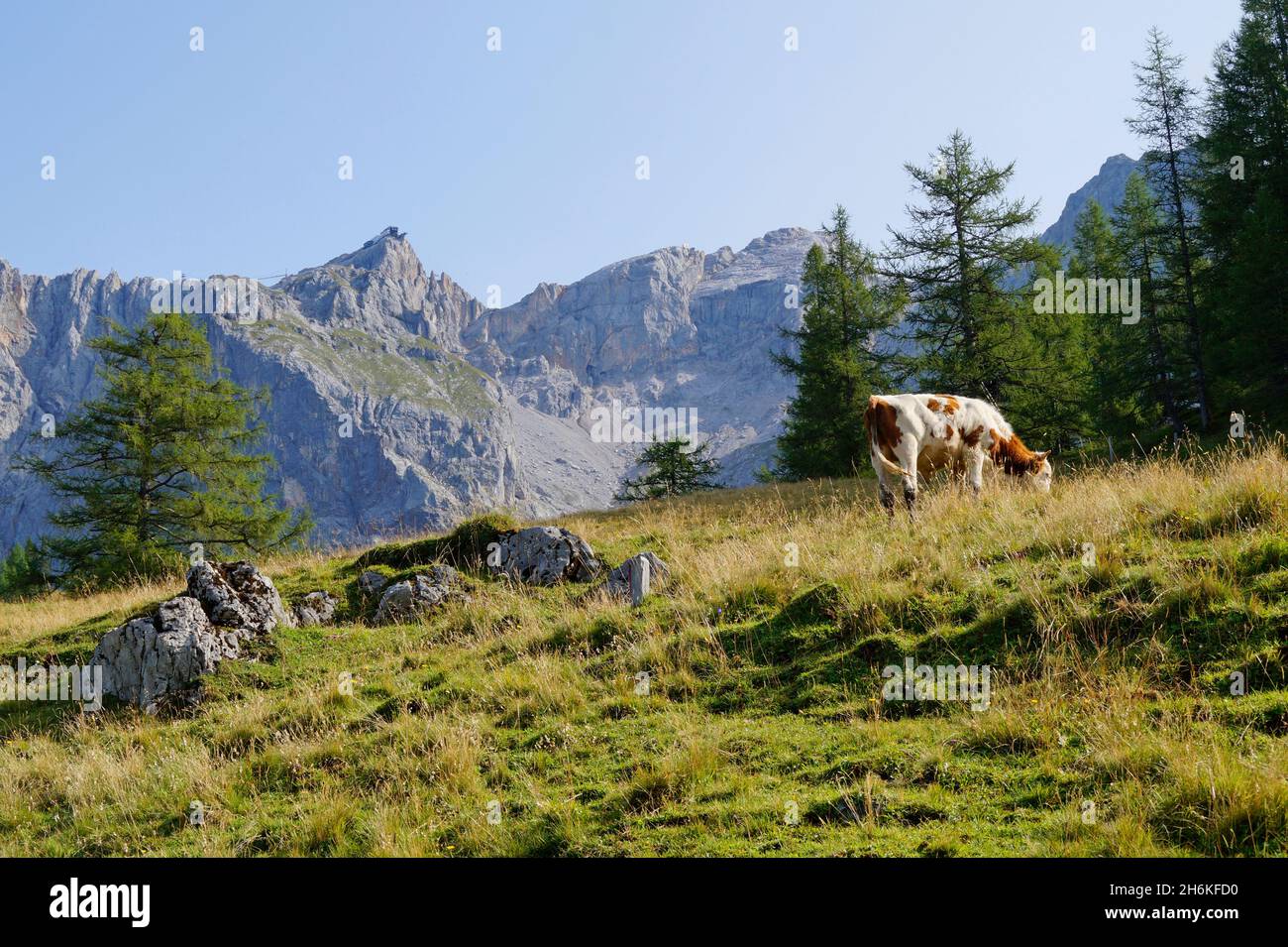 Une vache qui broutage dans les Alpes autrichiennes de la région de Dachstein (vallée de Neustatt, Styrie en Autriche) Banque D'Images