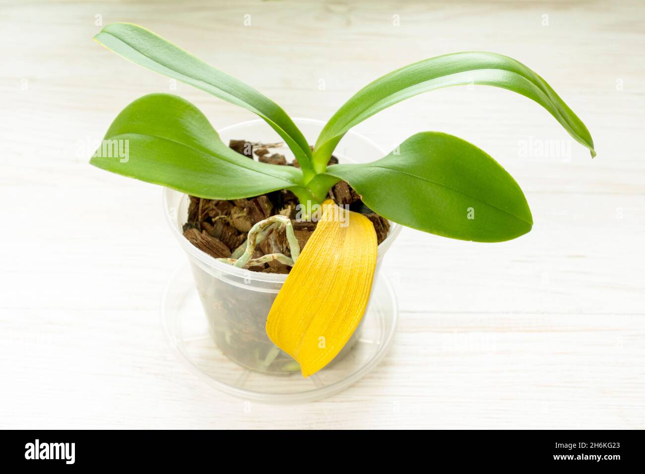 Plante d'orchidée avec feuille sèche jaune naturel.Jardinage à la maison  Photo Stock - Alamy