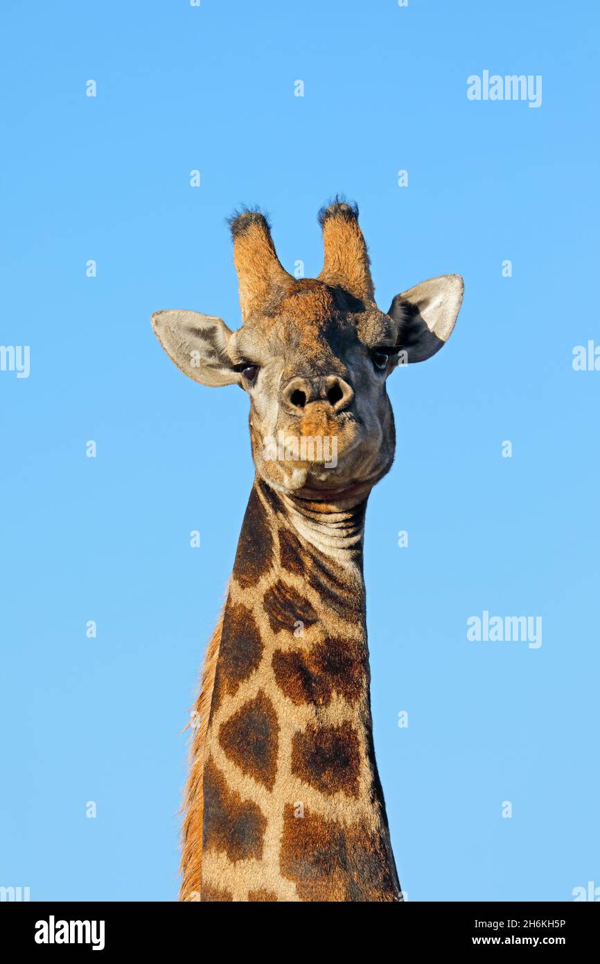 Portrait d'une Girafe (Giraffa camelopardalis) contre un ciel bleu, Afrique du Sud Banque D'Images