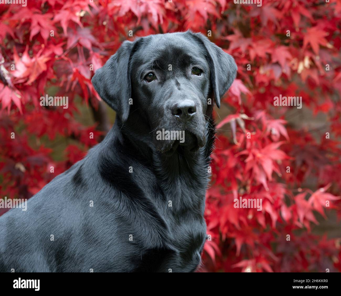 Portrait noir du Labrador de huit mois avec arrière-plan Acer Banque D'Images