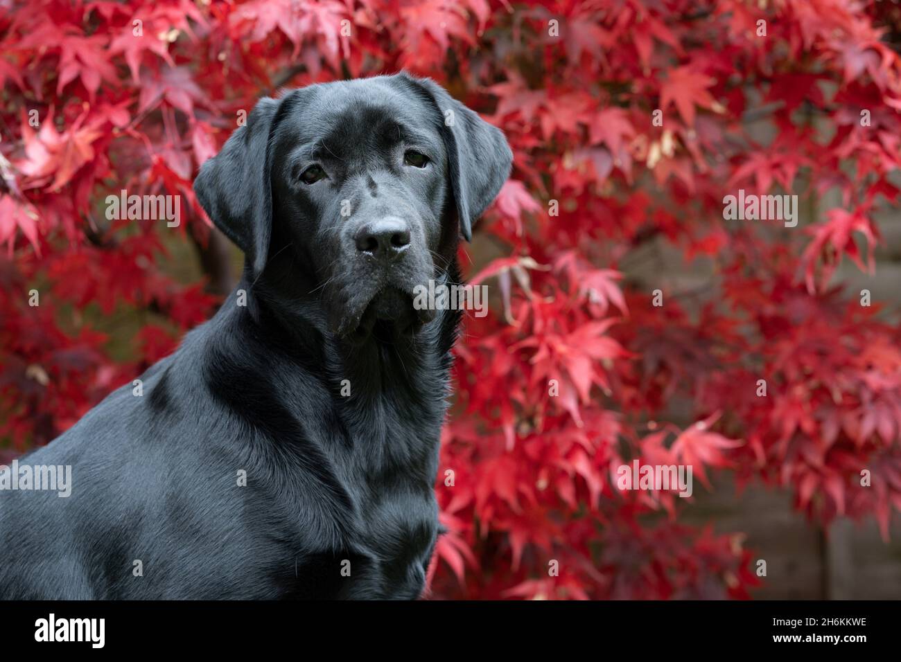 Portrait noir du Labrador de huit mois avec arrière-plan Acer Banque D'Images