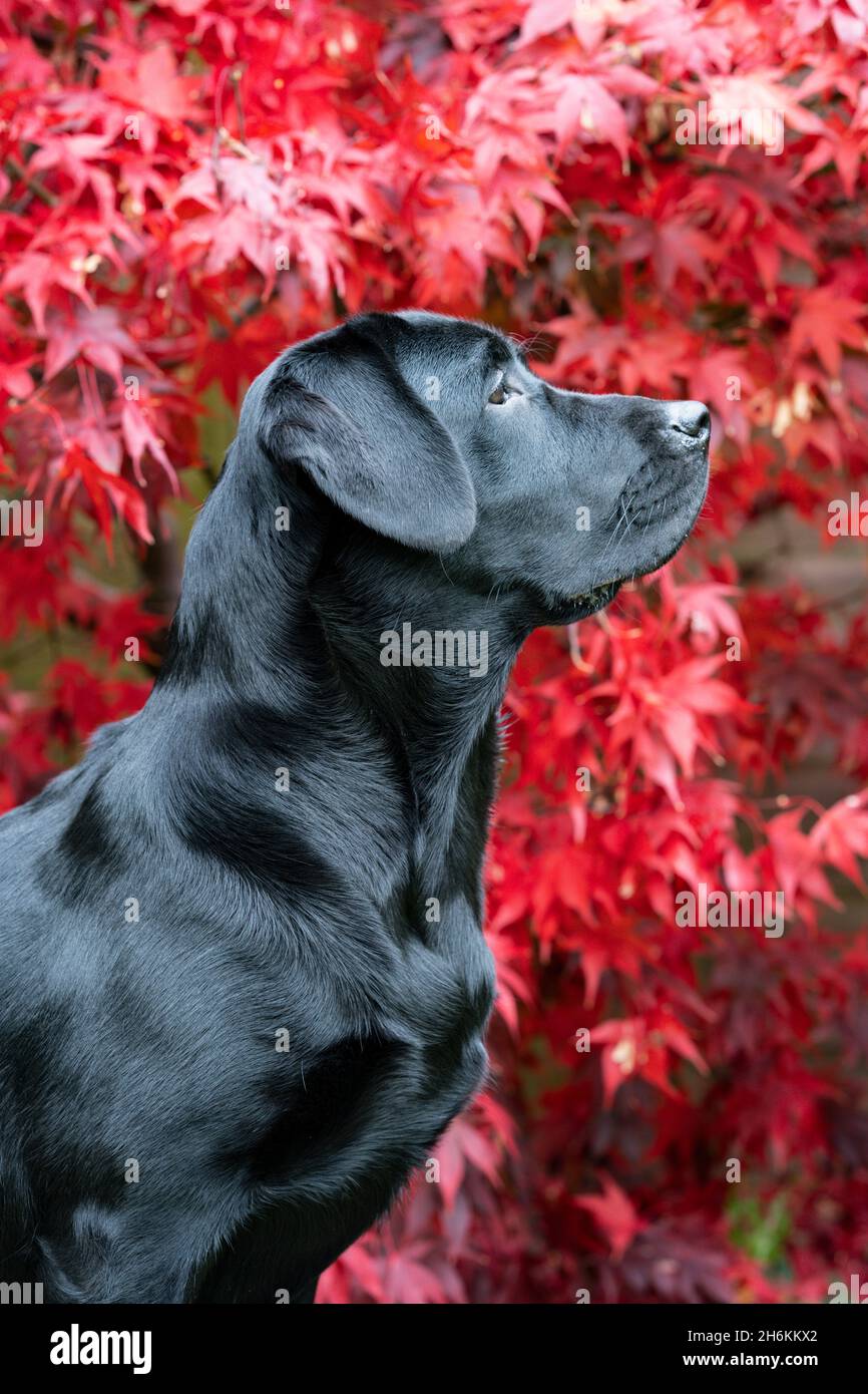 Portrait noir du Labrador de huit mois avec arrière-plan Acer Banque D'Images