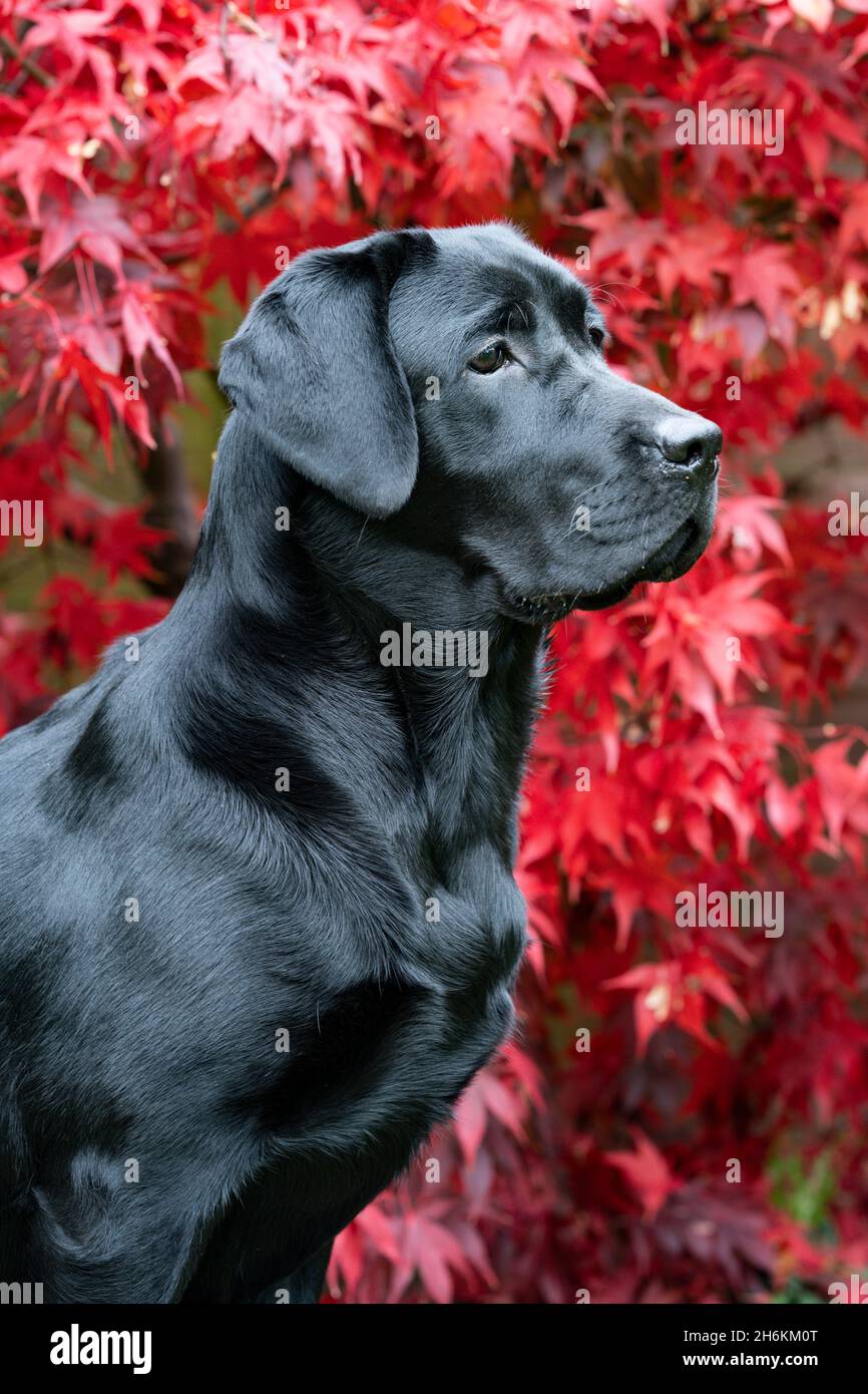 Portrait noir du Labrador de huit mois avec arrière-plan Acer Banque D'Images
