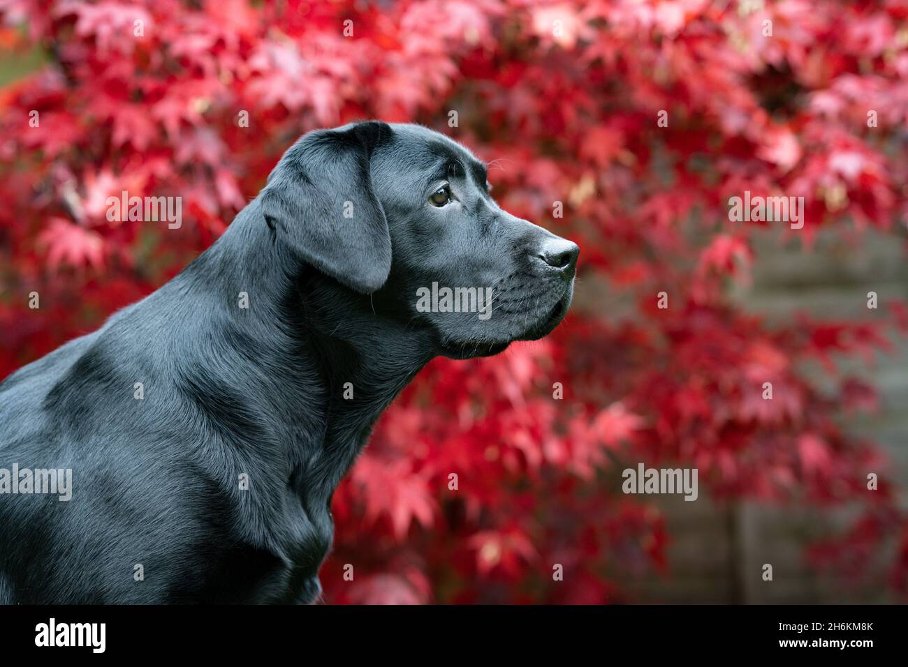 Portrait noir du Labrador de huit mois avec arrière-plan Acer Banque D'Images