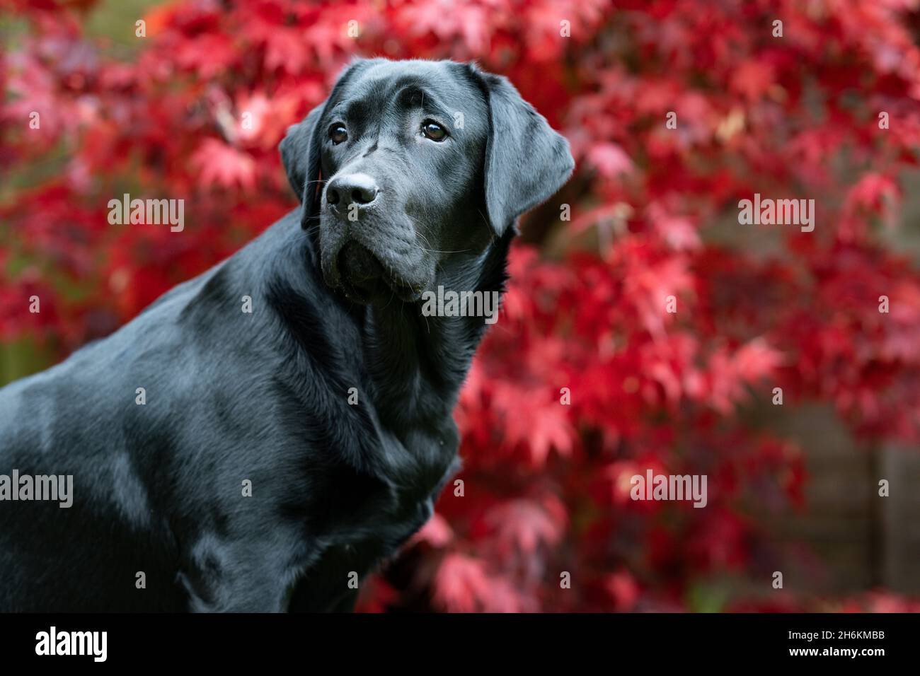 Portrait noir du Labrador de huit mois avec arrière-plan Acer Banque D'Images