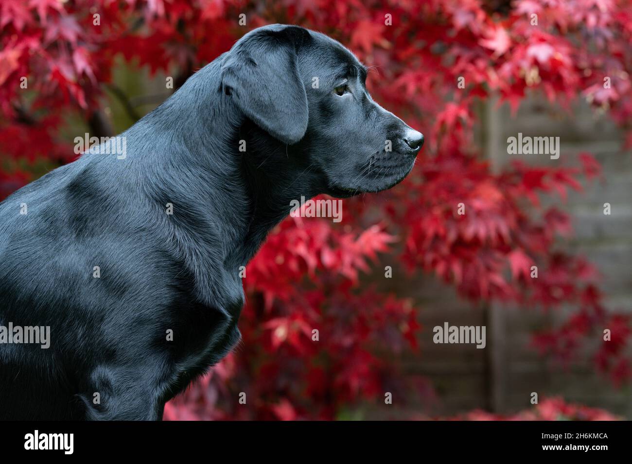 Portrait noir du Labrador de huit mois avec arrière-plan Acer Banque D'Images