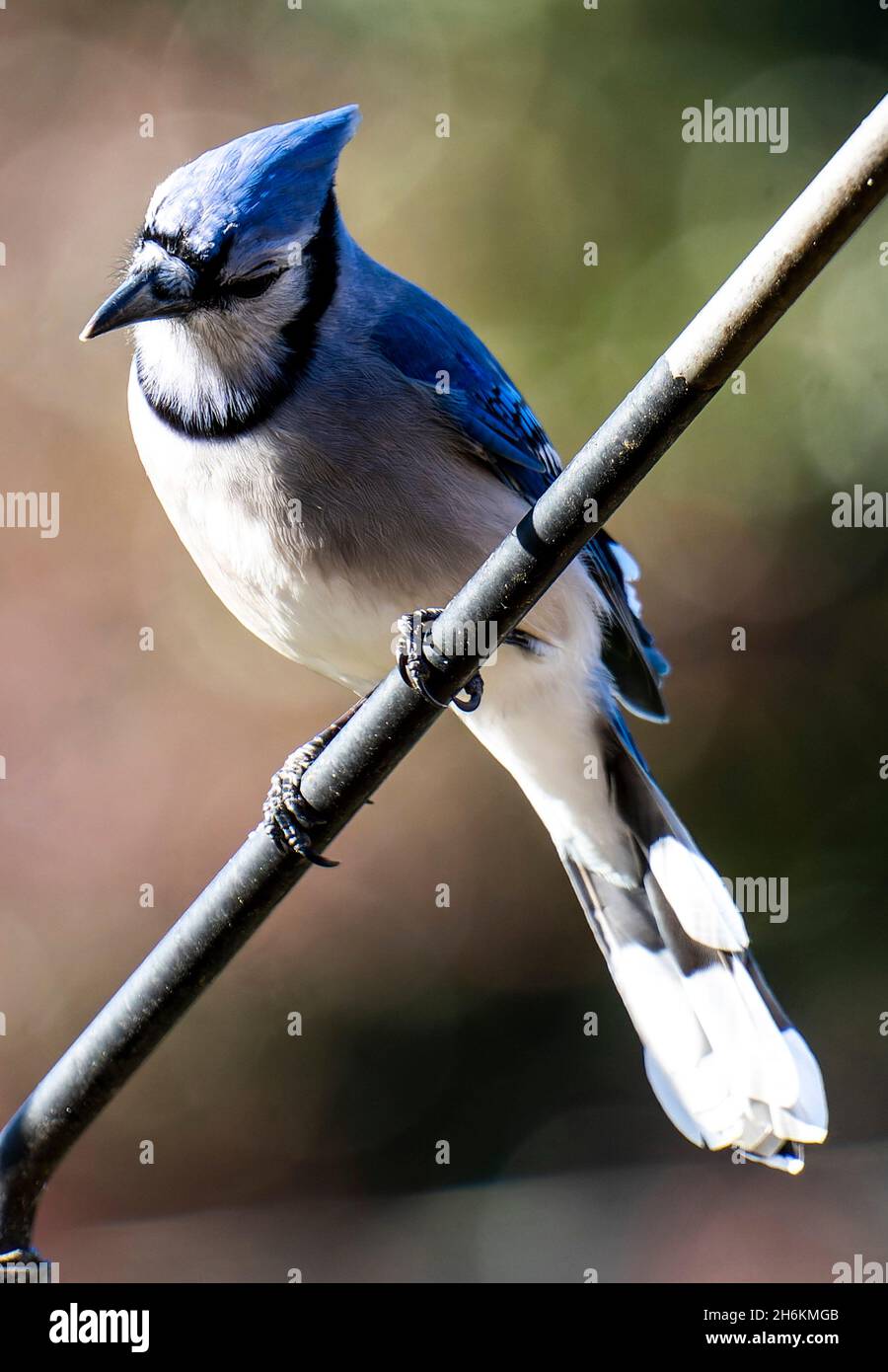 Bluebird s'éperçant en hauteur Banque D'Images
