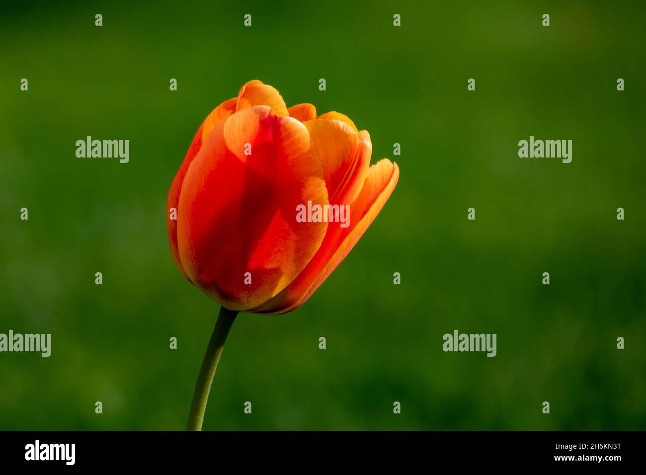 Tulipe orange transparente isolée sur fond vert Banque D'Images