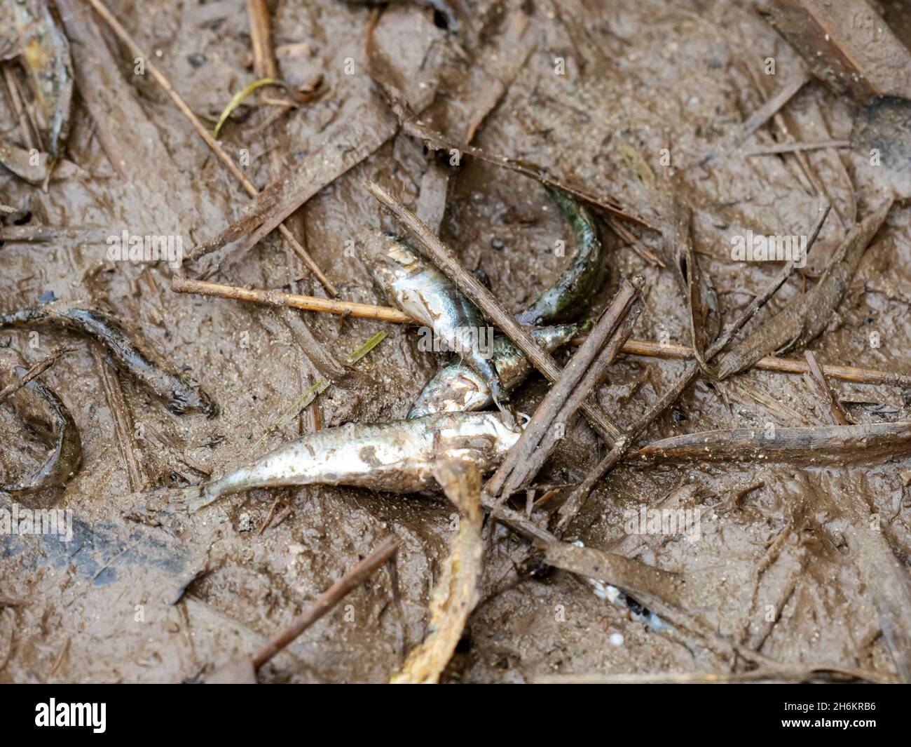 Les alevins ont laissé haut et sec après que la rivière Brathay a brisé ses berges, puis les eaux de crue ont reculé, laissant les poissons échoués, Ambleside, Lake District, Banque D'Images