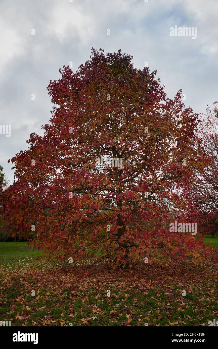 Liquidambar styraciflua dans le jardin en automne avec des feuilles colorées. Banque D'Images