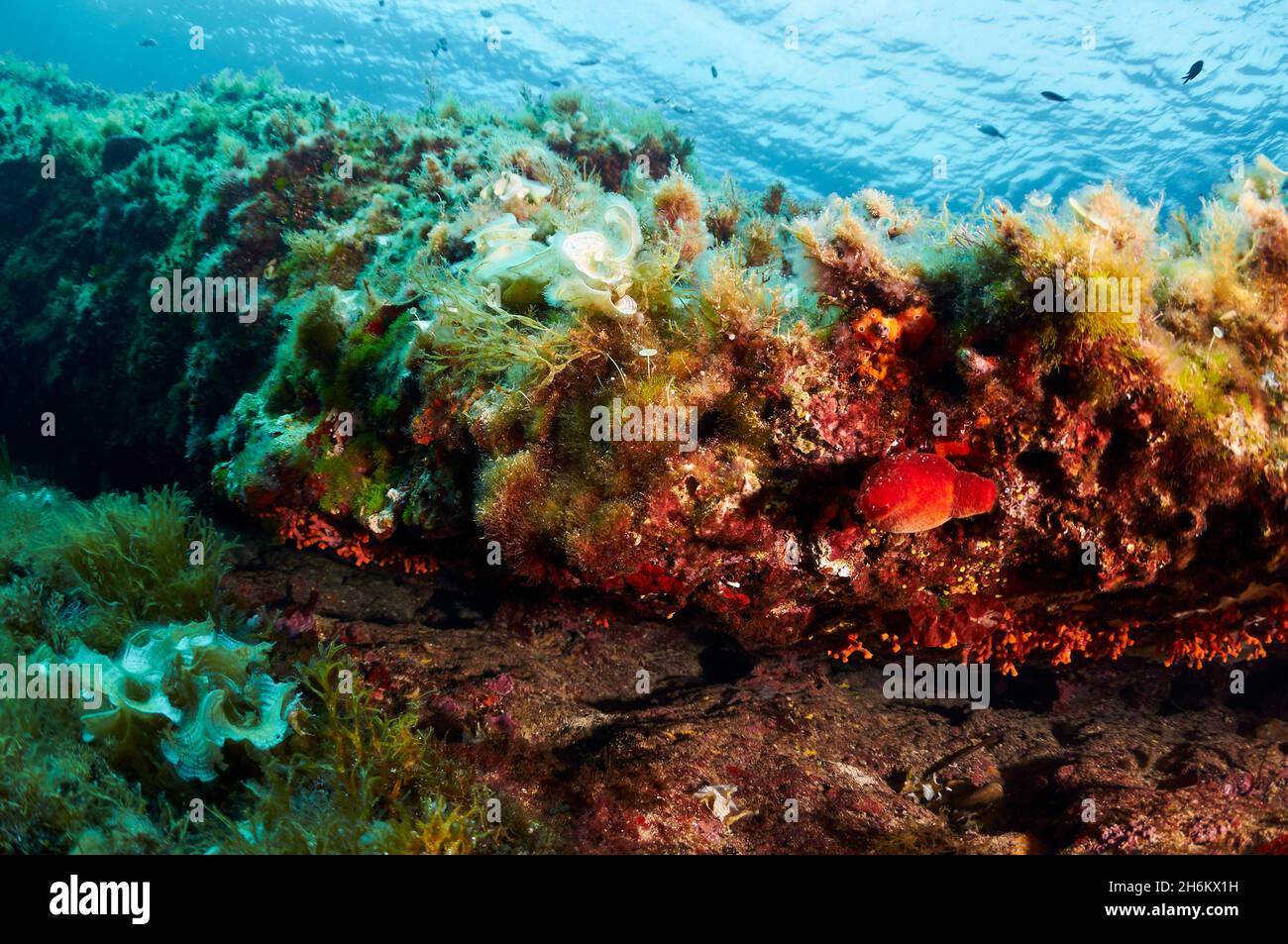 Vue sous-marine de la mer rouge-Squirt (Halocynthia papillosa) et la vie marine enrouille dans le parc naturel de ses Salines (Formentera, mer Méditerranée, Espagne) Banque D'Images