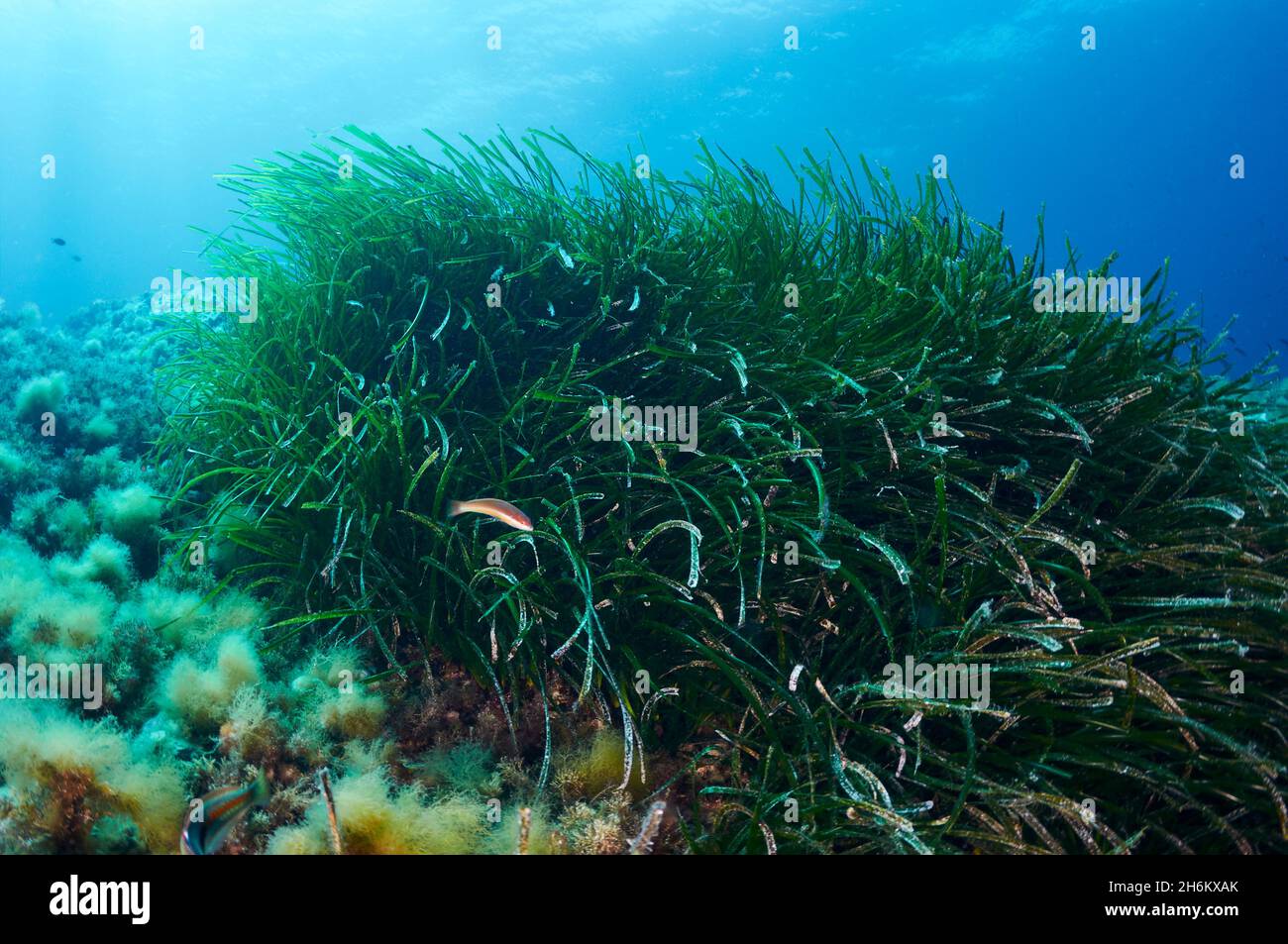 Scène sous-marine d'un pré Neptune (Posidonia oceanica) dans le Parc naturel de ses Salines (Formentera, Iles Baléares, Mer méditerranée, Espagne) Banque D'Images