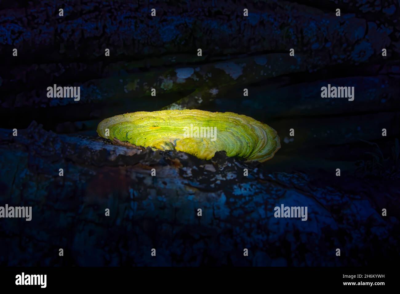 Une photo en gros plan des champignons des bracket qui poussent sur un arbre tombé dans les Everglades de Floride.Cette variété de champignons est également appelée Artist's Conk. Banque D'Images