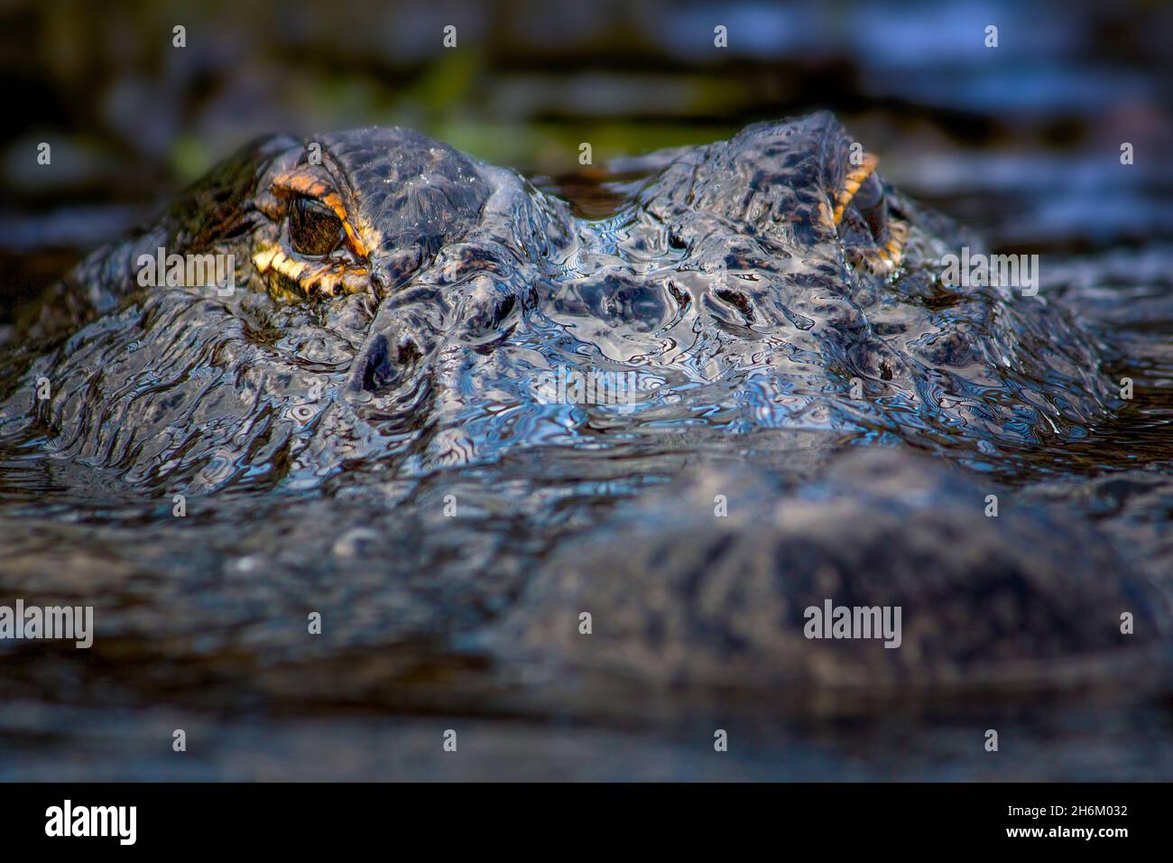 Une surface d'alligators américains de 12 mètres devant la caméra dans le parc national des Everglades. Banque D'Images