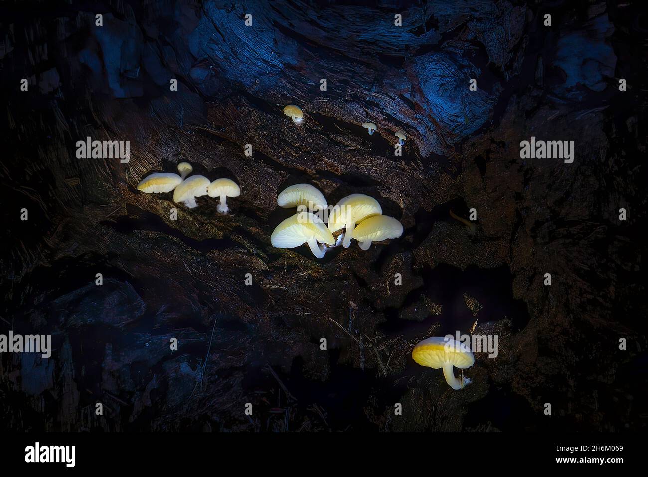 Les petits champignons poussent à l'intérieur d'un tronc d'arbre tombé dans une zone boisée des Everglades de Floride. Banque D'Images