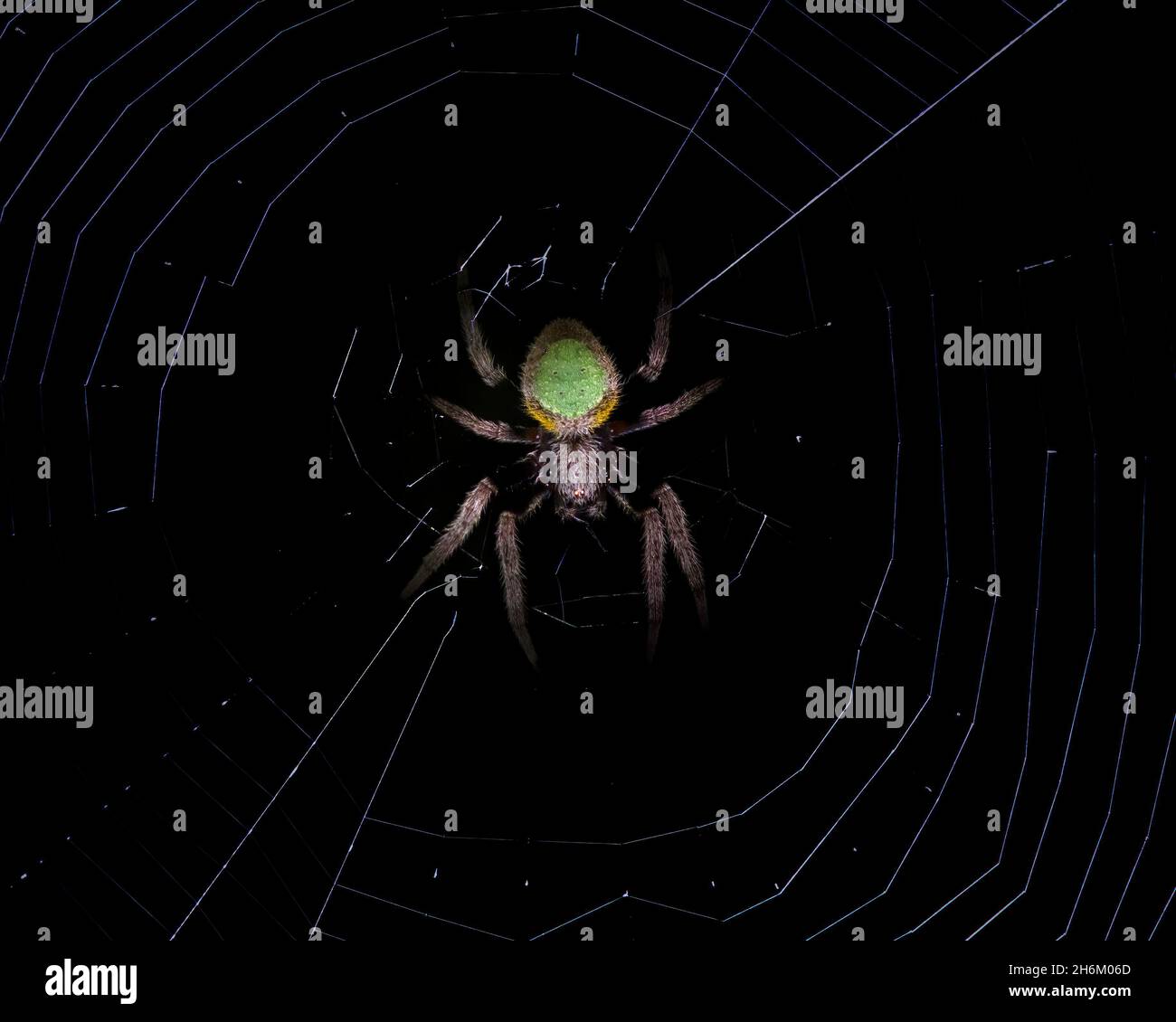 Un gros plan d'un orbe tropical Weaver assis dans son Web la nuit. Banque D'Images Un gros plan d'un orbe tropical Weaver assis dans son Web la nuit. Banque D'Images