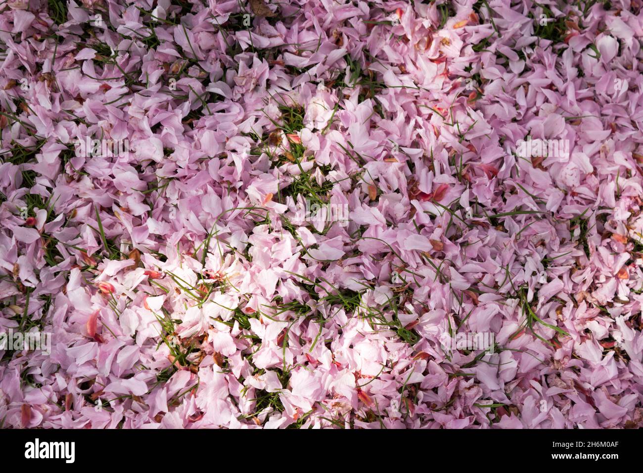 Fleurs, pétales roses Banque D'Images