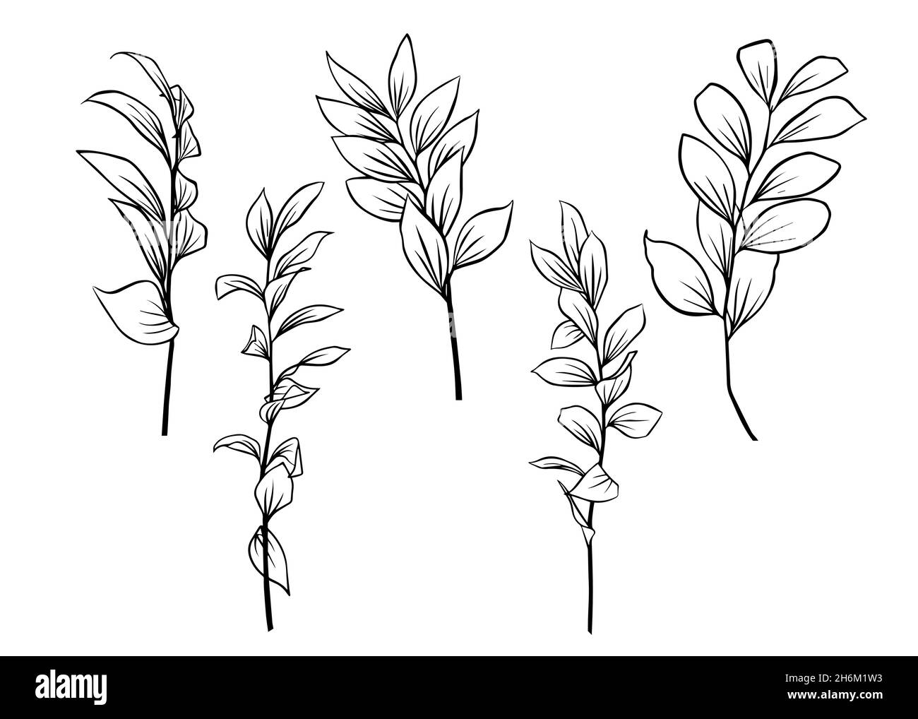 Contours de feuilles de Ruscus.Un ensemble de vecteur isolé..Motif botanique monochrome dessiné à la main minimal. Illustration de Vecteur Contours de feuilles de Ruscus.Un ensemble de vecteur isolé..Motif botanique monochrome dessiné à la main minimal. Illustration de Vecteur
