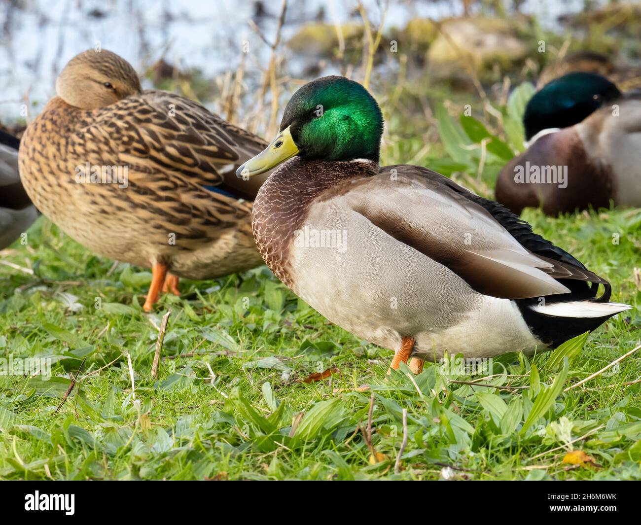 Mallard à Martin Mere, Lancashire, Royaume-Uni. Banque D'Images