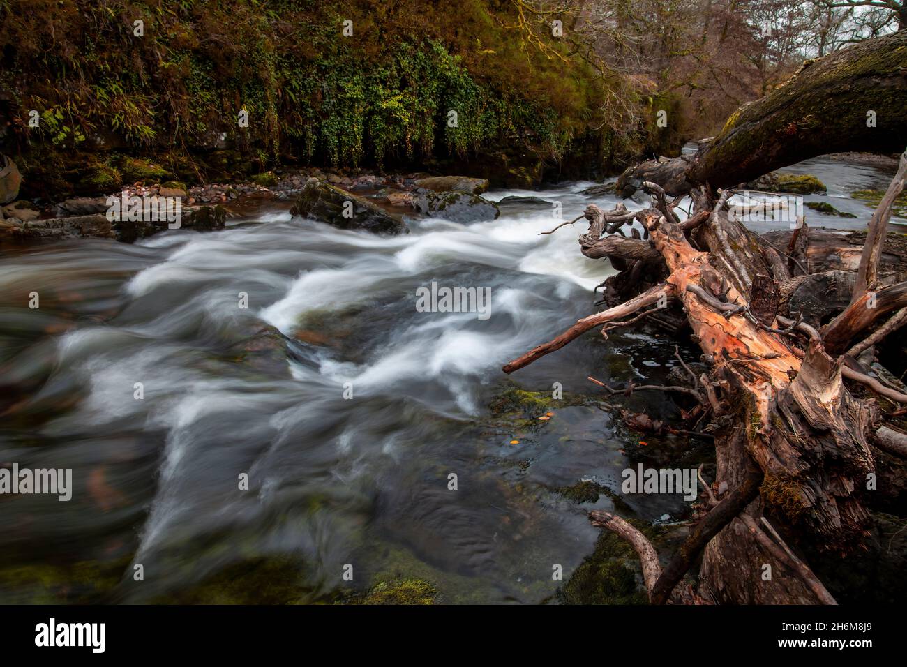 Une pile d'arbres tombés s'est emlavée ensemble dans la rivière Taw, dans la vallée supérieure de Swansea, au sud du pays de Galles, au Royaume-Uni Banque D'Images