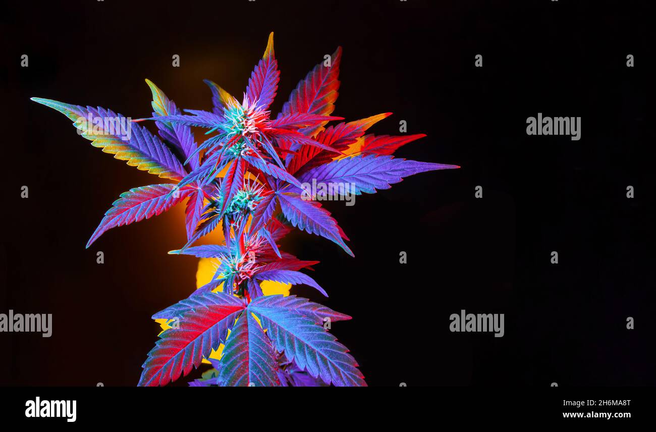 Cannabis avec des feuilles vibrantes multicolores.Marijuana plante colorée sur fond noir.Marijuana exotique pourpre tropicale avec des feuilles vibrantes.Beautif Banque D'Images