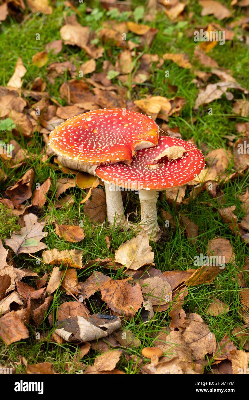 Tabourets de tabourets de mouche agaric (Amanita muscaria).Deux ensemble, à côté, l'un l'autre, Birch tombé, Betula,feuilles, espèces d'arbres avec une relation symbiotique Banque D'Images