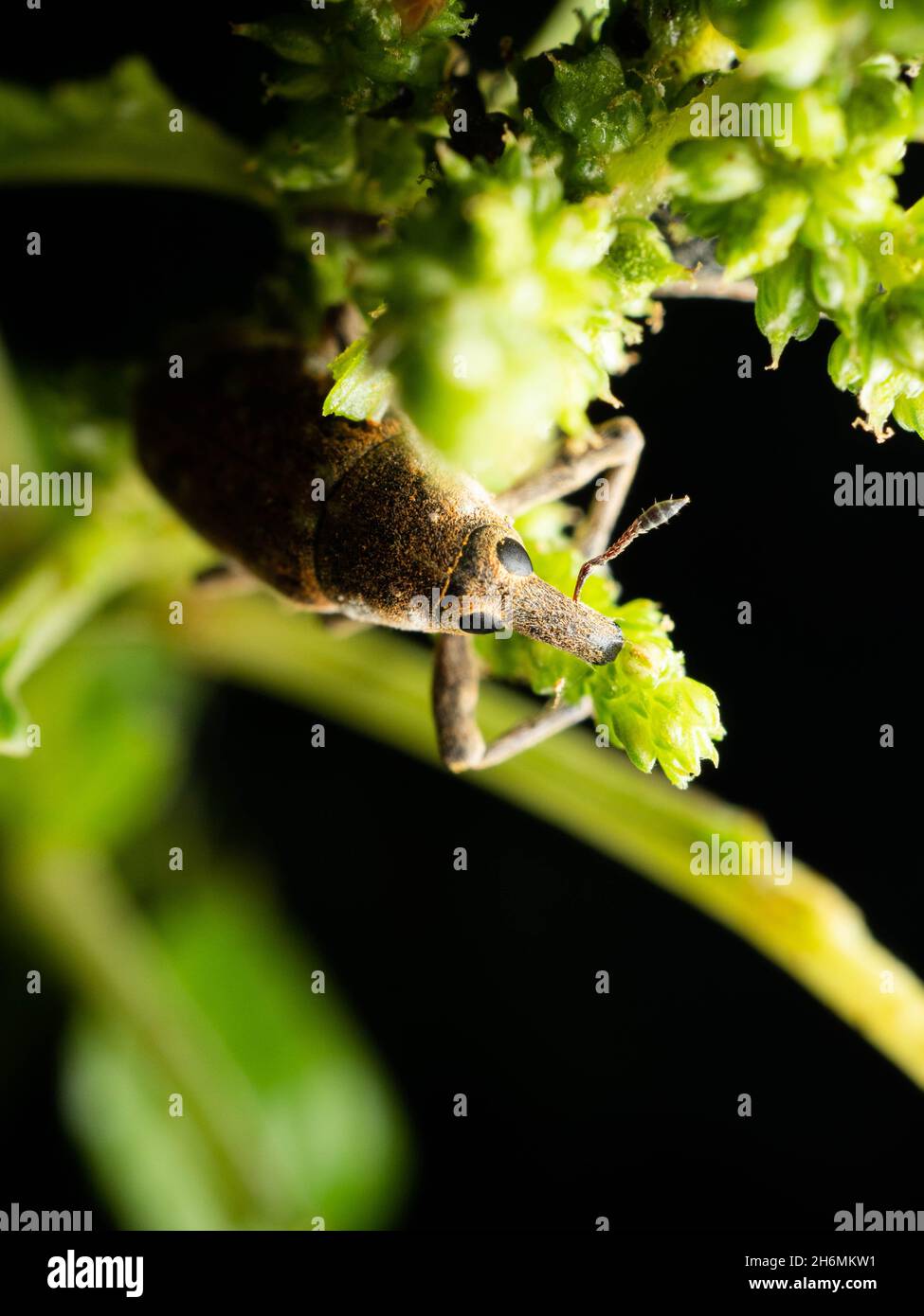 Les chevets sont des coléoptères appartenant à la superfamille Curculionoïdea, connue pour leurs museaux allongés.Ils sont généralement petits, moins de 6 mm de longueur, a Banque D'Images