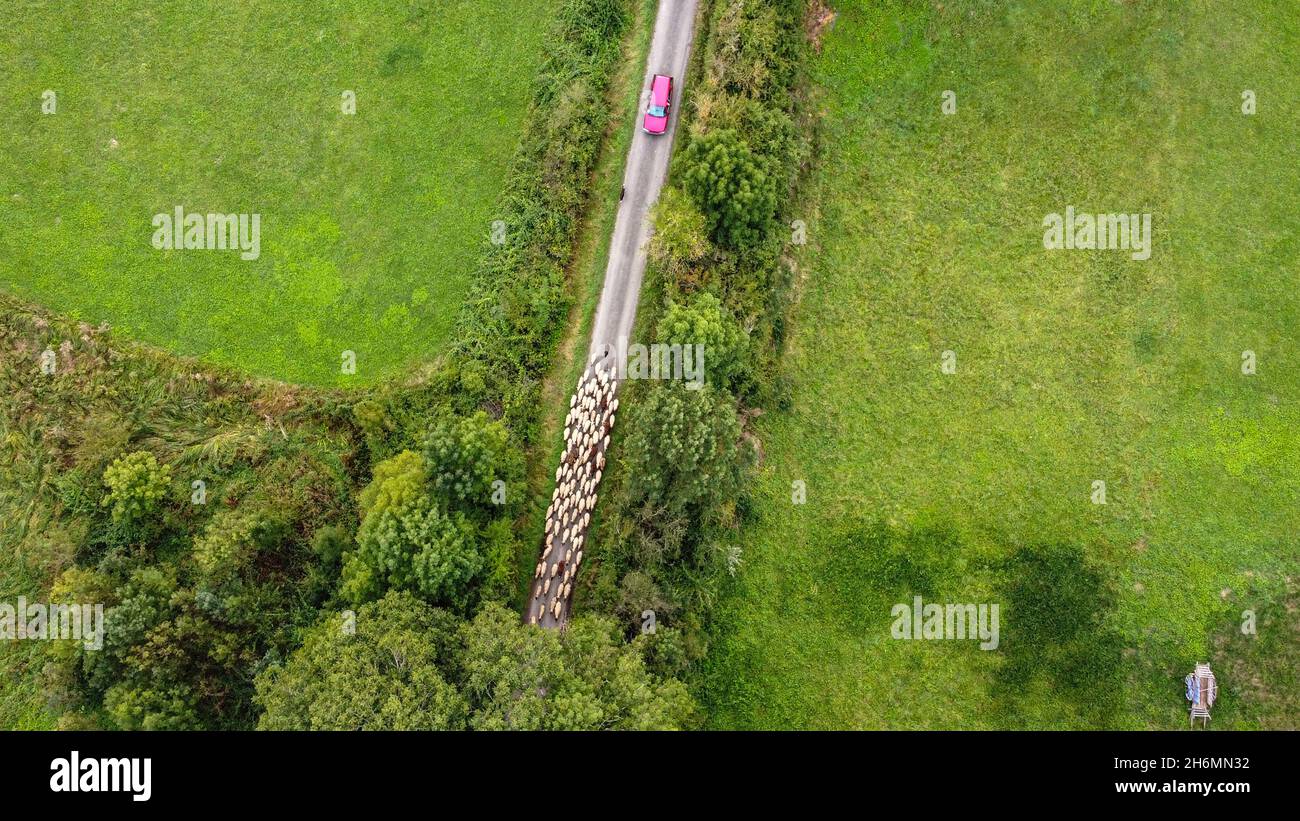 Drone BirdsEye aérien perspective de moutons conduits sur une route dans le sud de la France. Banque D'Images