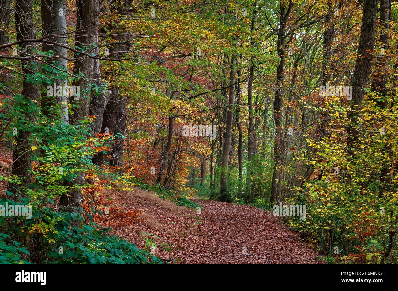 Sentier très boisé aux couleurs automnales dans le bois Hang Bank, une ancienne forêt de la vallée de Gleadless, Sheffield. Banque D'Images