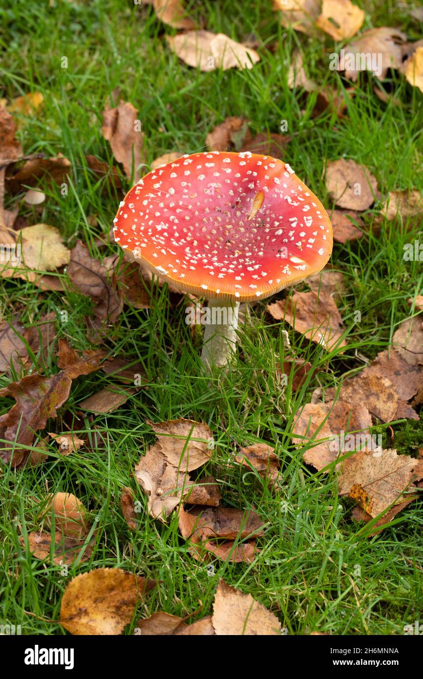 Tabouret rouge bouché, champignon, couleur d'avertissement, attention Fly agaric muscaria amatina, potentiellement toxique psychoactif, hallucinogènes propriétés si mangé. Banque D'Images