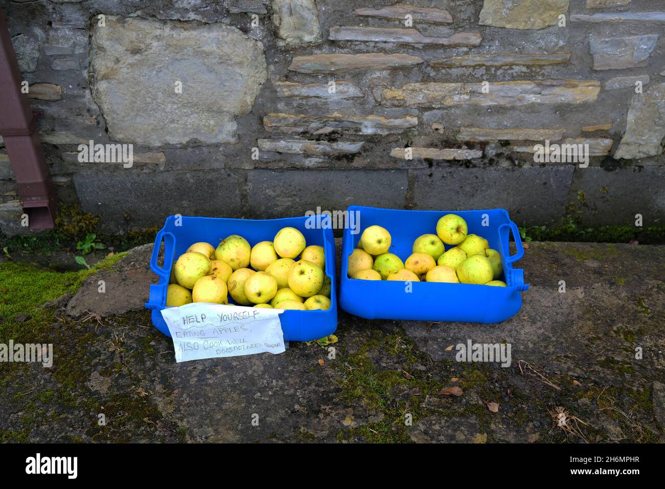 Novembre 2021 - pommes gratuites, pommes venteuses laissées sur le bord de la route pour n'importe qui à prendre - je l'ai fait. Banque D'Images