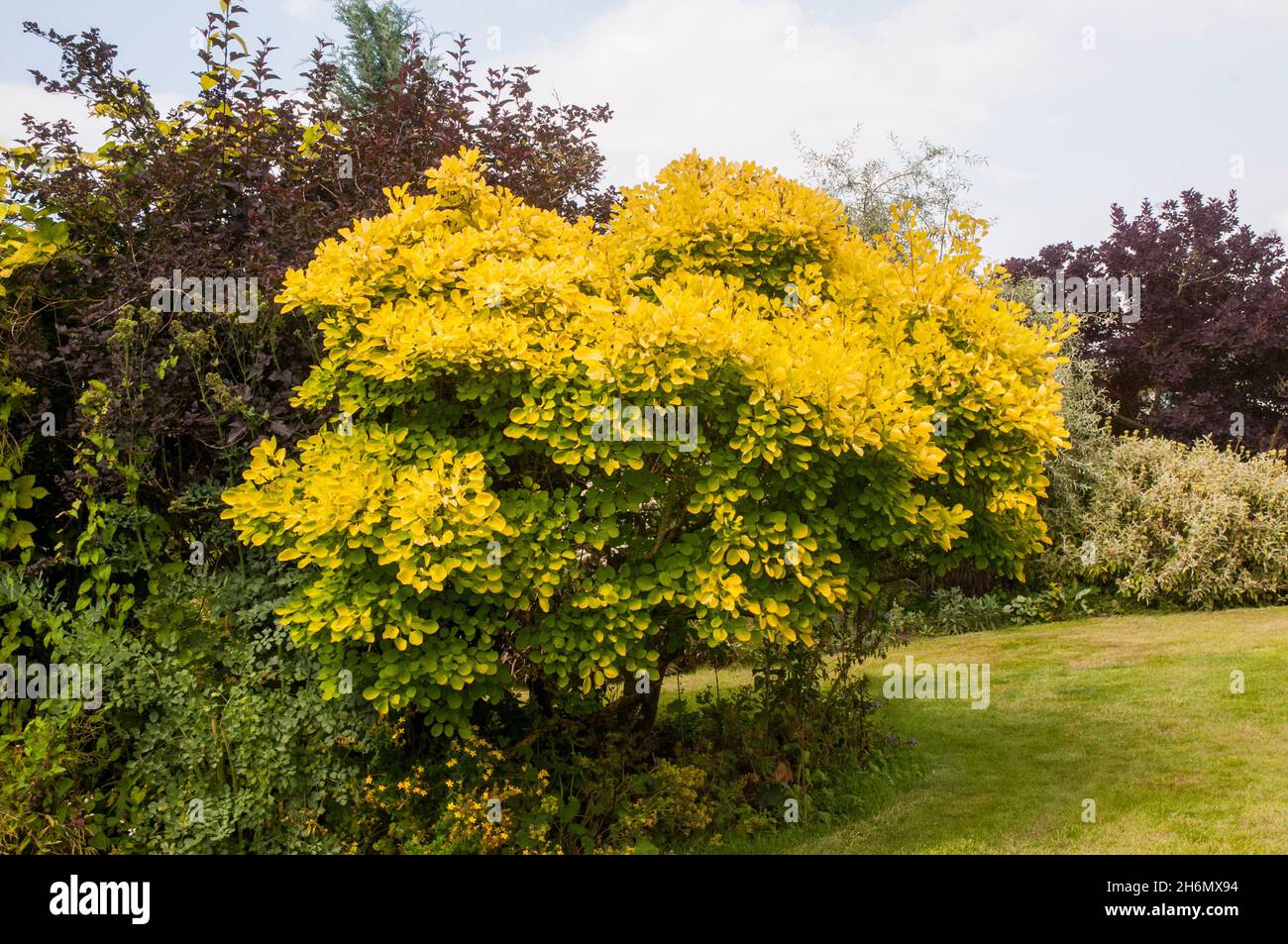 Cotinus coggygria Golden Spirit (Smoke Bush Venetian Sumach Rhus Cotinus) Petit arbre ou arbuste avec feuilles jaunes en automne décidues et entièrement endurcis Banque D'Images