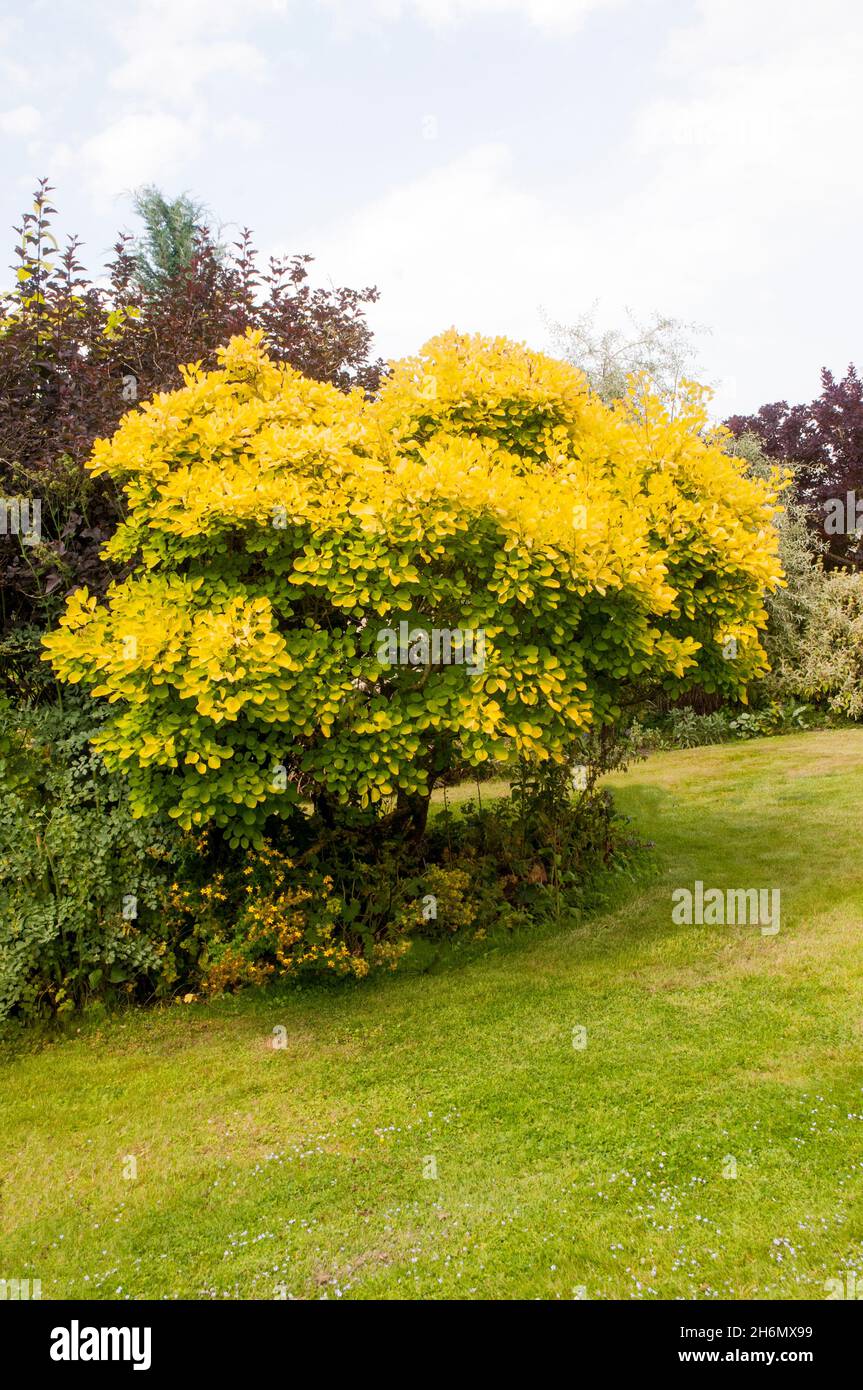 Cotinus coggygria Golden Spirit (Smoke Bush Venetian Sumach Rhus Cotinus) Petit arbre ou arbuste avec feuilles jaunes en automne décidues et entièrement endurcis Banque D'Images