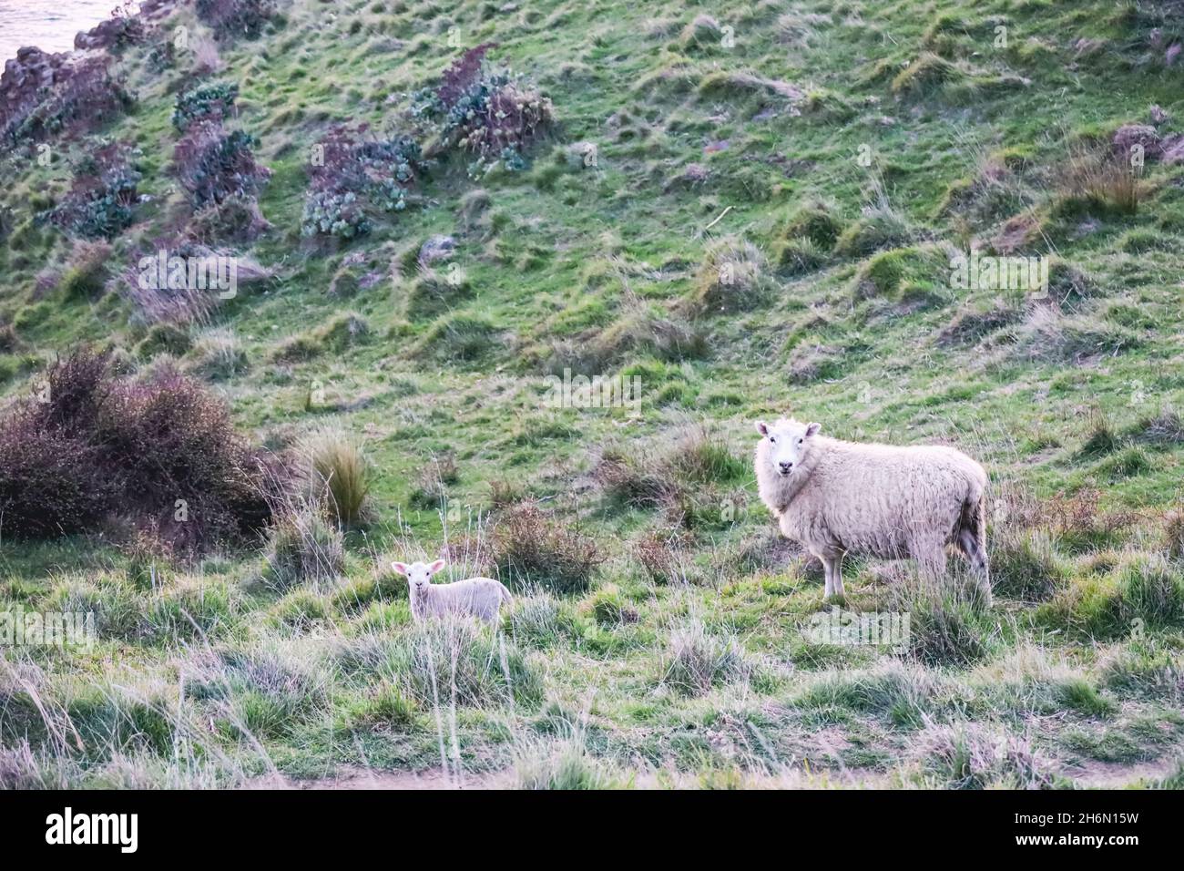 Moutons en mer Banque de photographies et d’images à haute résolution Alamy