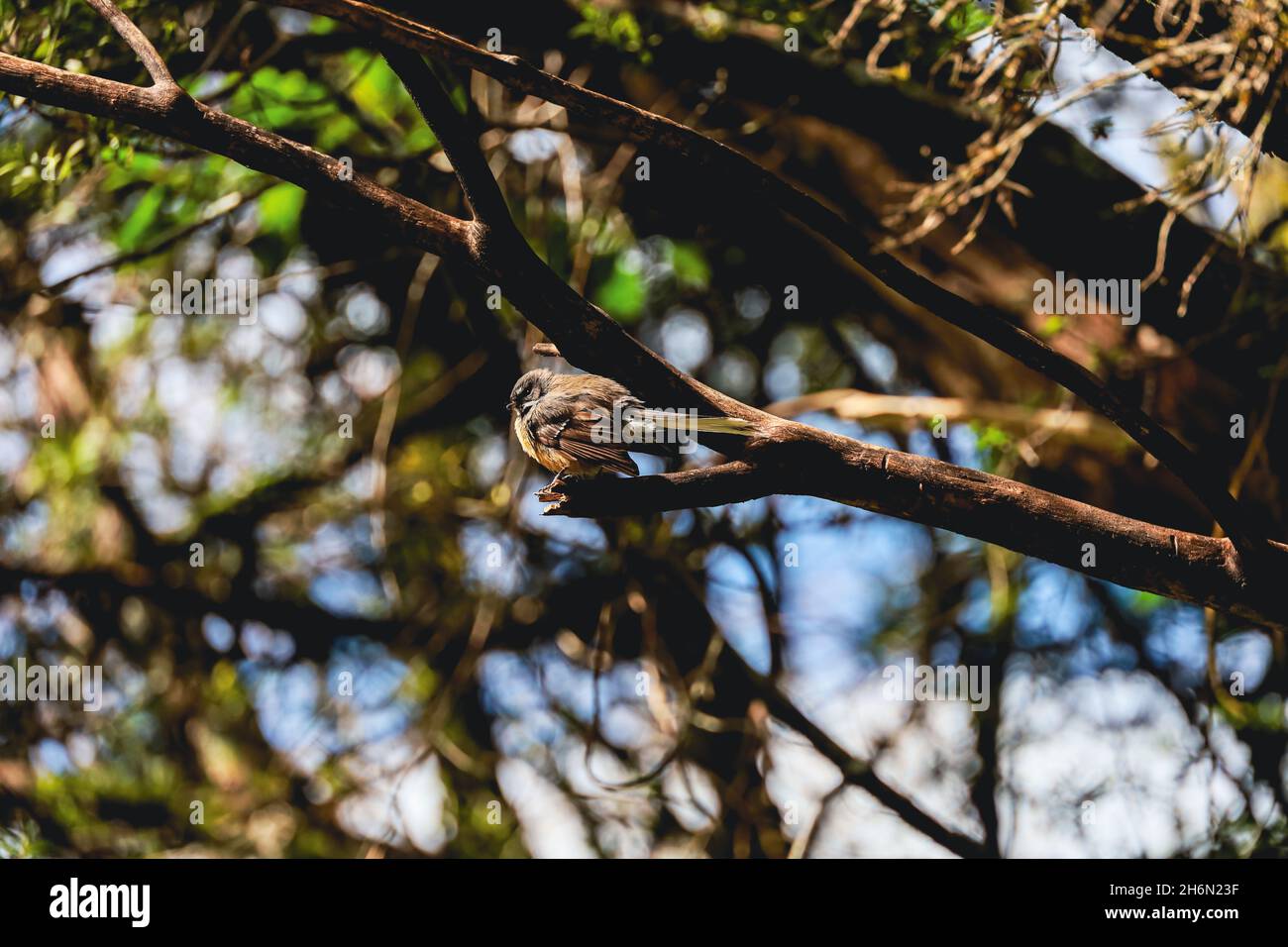 Oiseau fantail dans la forêt Banque D'Images