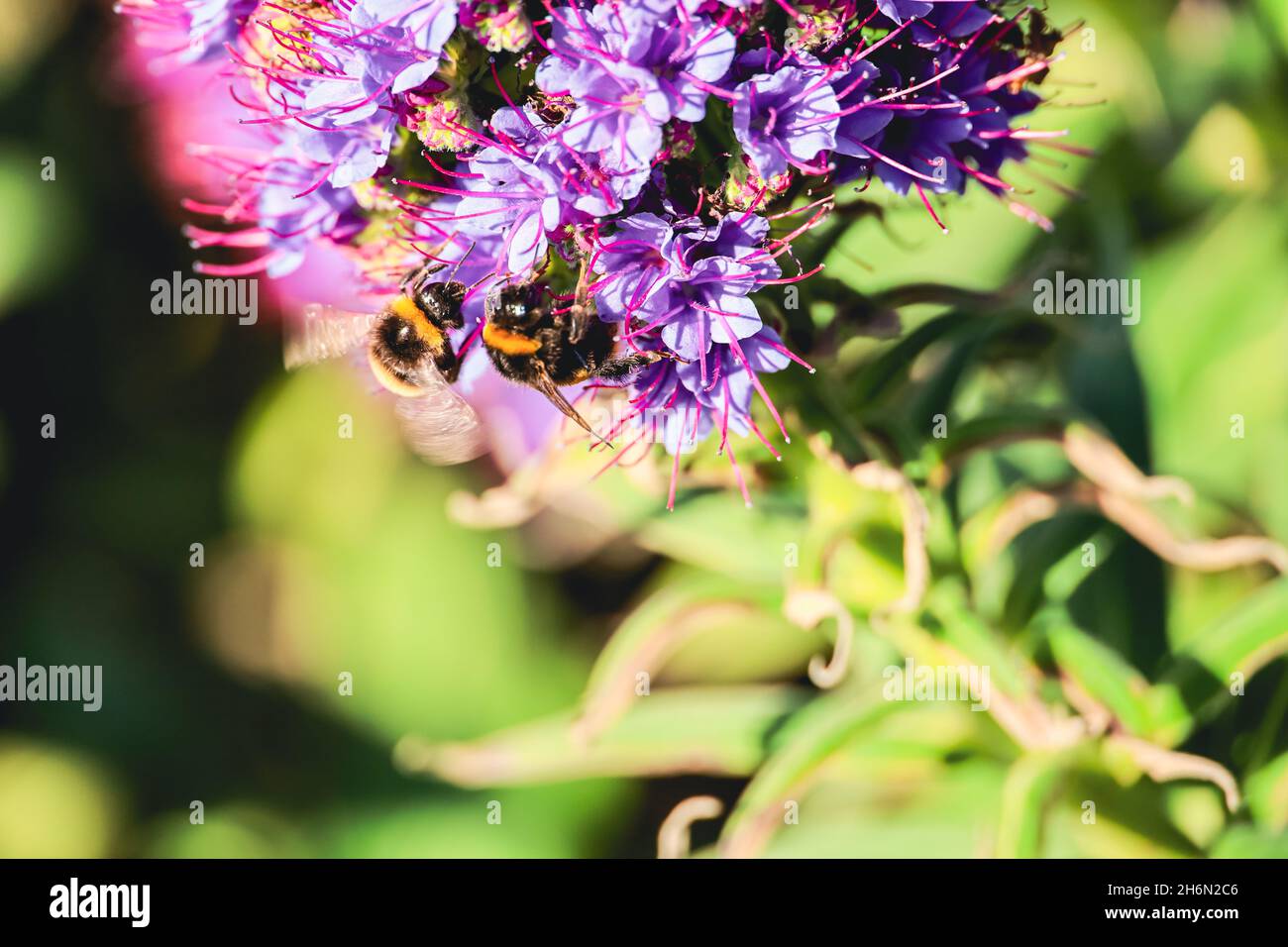 Deux abeilles sur une fleur Banque D'Images