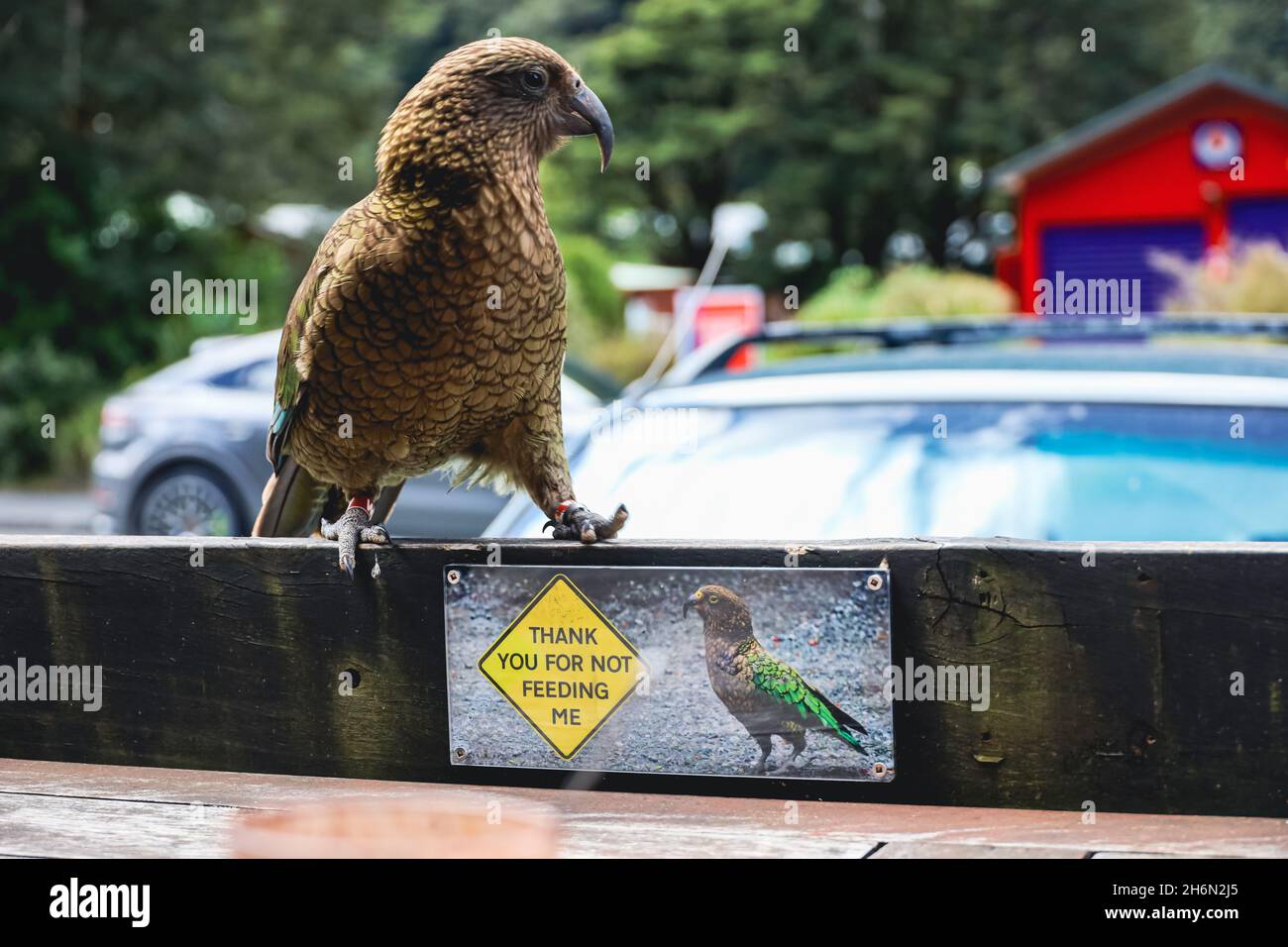 Kea Bird Walking Banque D'Images