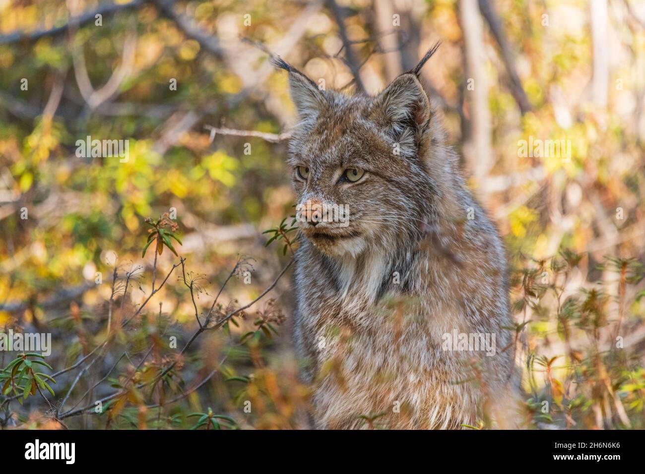 Lynx sauvage canadien vu en été du territoire du Yukon, Canada.Entouré par la forêt boréale sauvage en juillet. Banque D'Images
