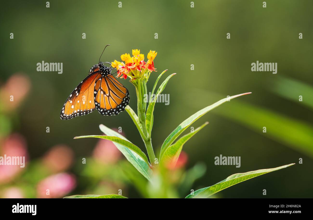 Grand papillon (Danaus gilippus) se nourrissant des fleurs de l'herbe à lait dans le jardin.Copier l'espace. Banque D'Images