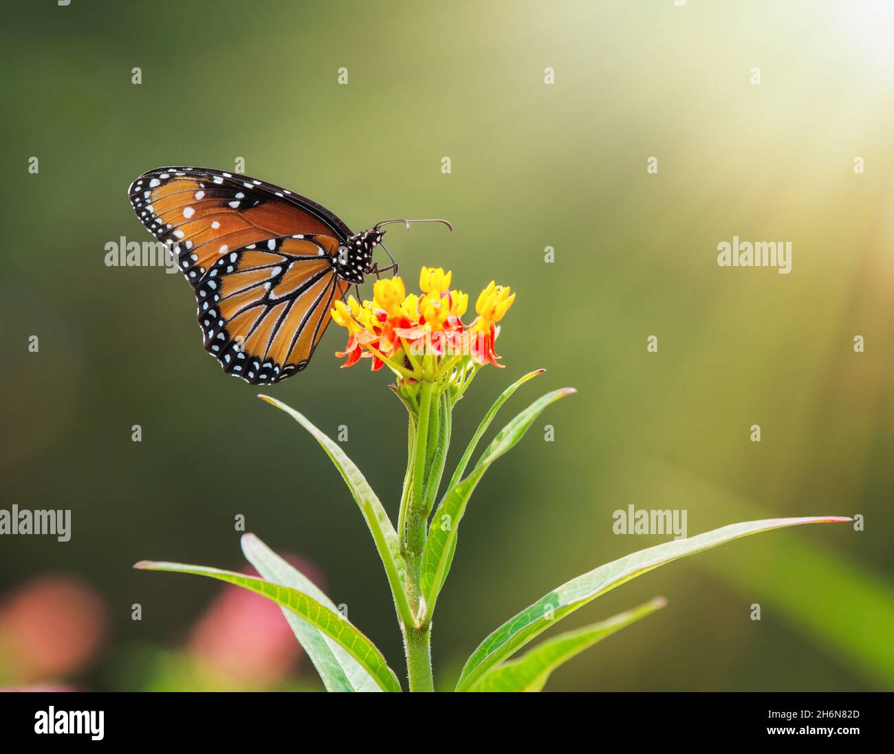 Grand papillon (Danaus gilippus) se nourrissant de fleurs d'herbe à lait.Copier l'espace. Banque D'Images