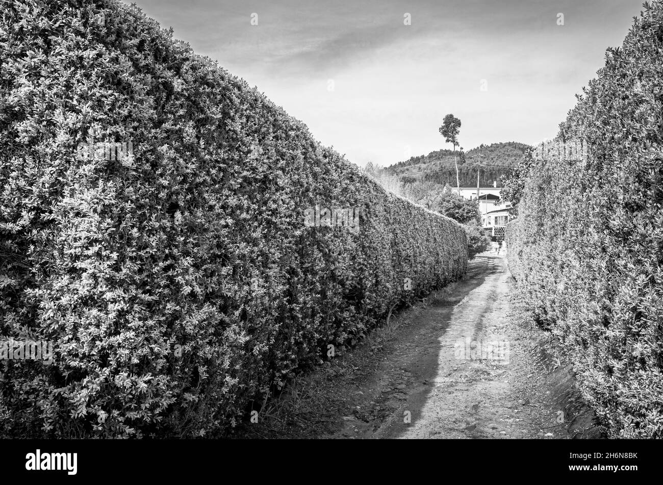 Plantation de vignes à raisins.Vignoble dans la zone rurale de Lisbonne, Portugal.Noir et blanc. Banque D'Images