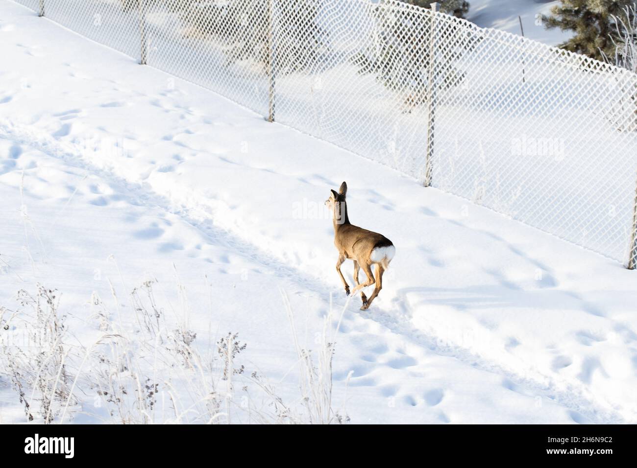 Un cerf qui court dans la banlieue en hiver après une chute de neige.Un conte de fées dans la ville.Russie, hiver. Banque D'Images