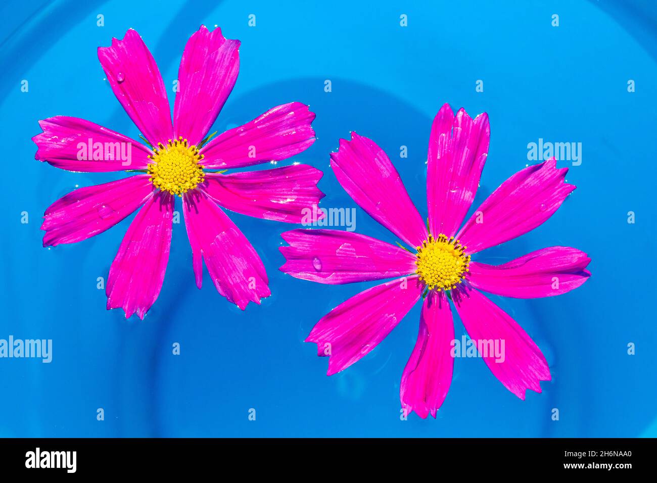 Vue en hauteur sur les fleurs roses appelées kosmeya ou cosmos flottant dans la piscine, avec le bleu flou de la piscine.Concept spa.L'été.Couleurs vives Banque D'Images