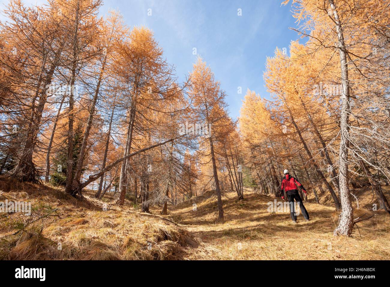 Un trekker marchant seul dans la forêt dans un soleil jour d'automne Banque D'Images