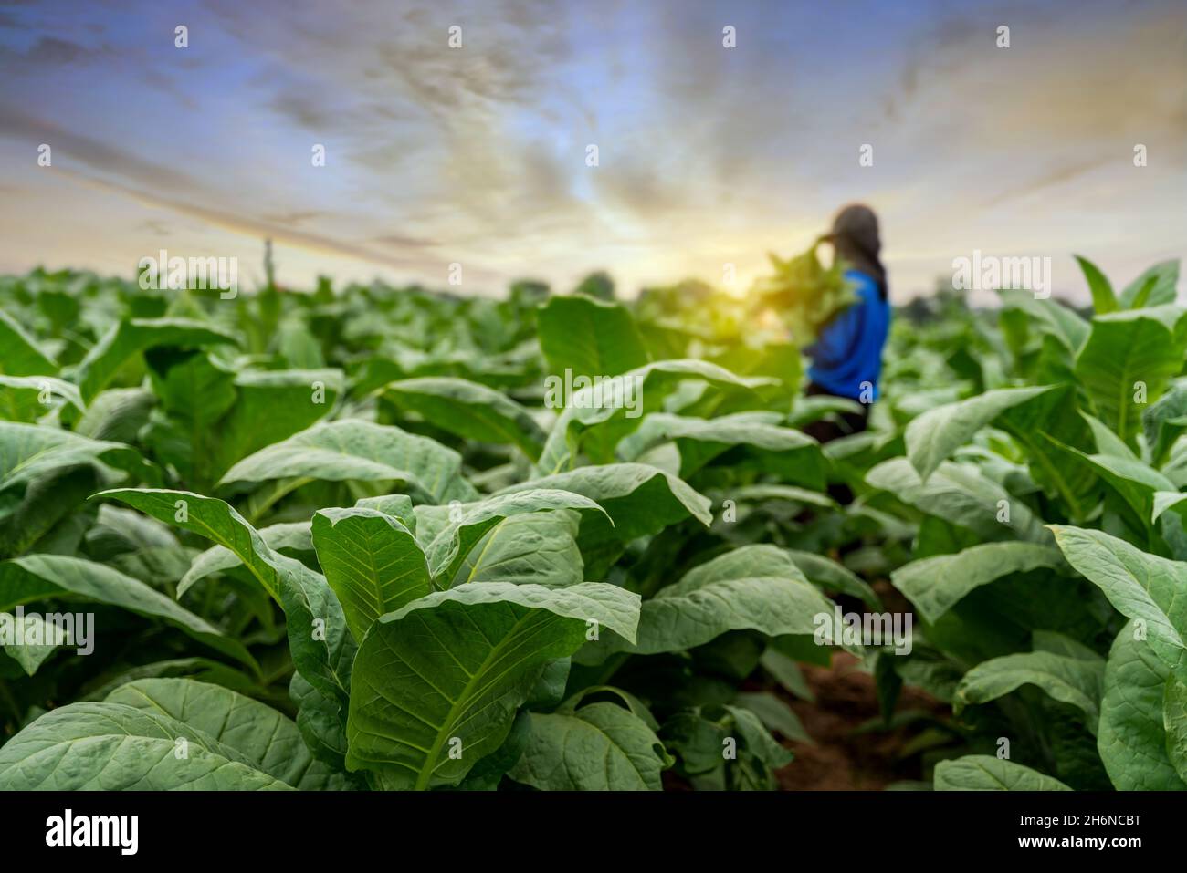 Agriculture transportant la récolte de feuilles de tabac en croissance pendant la saison de récolte. Sélectionnez le thème des feuilles de tabac. Banque D'Images