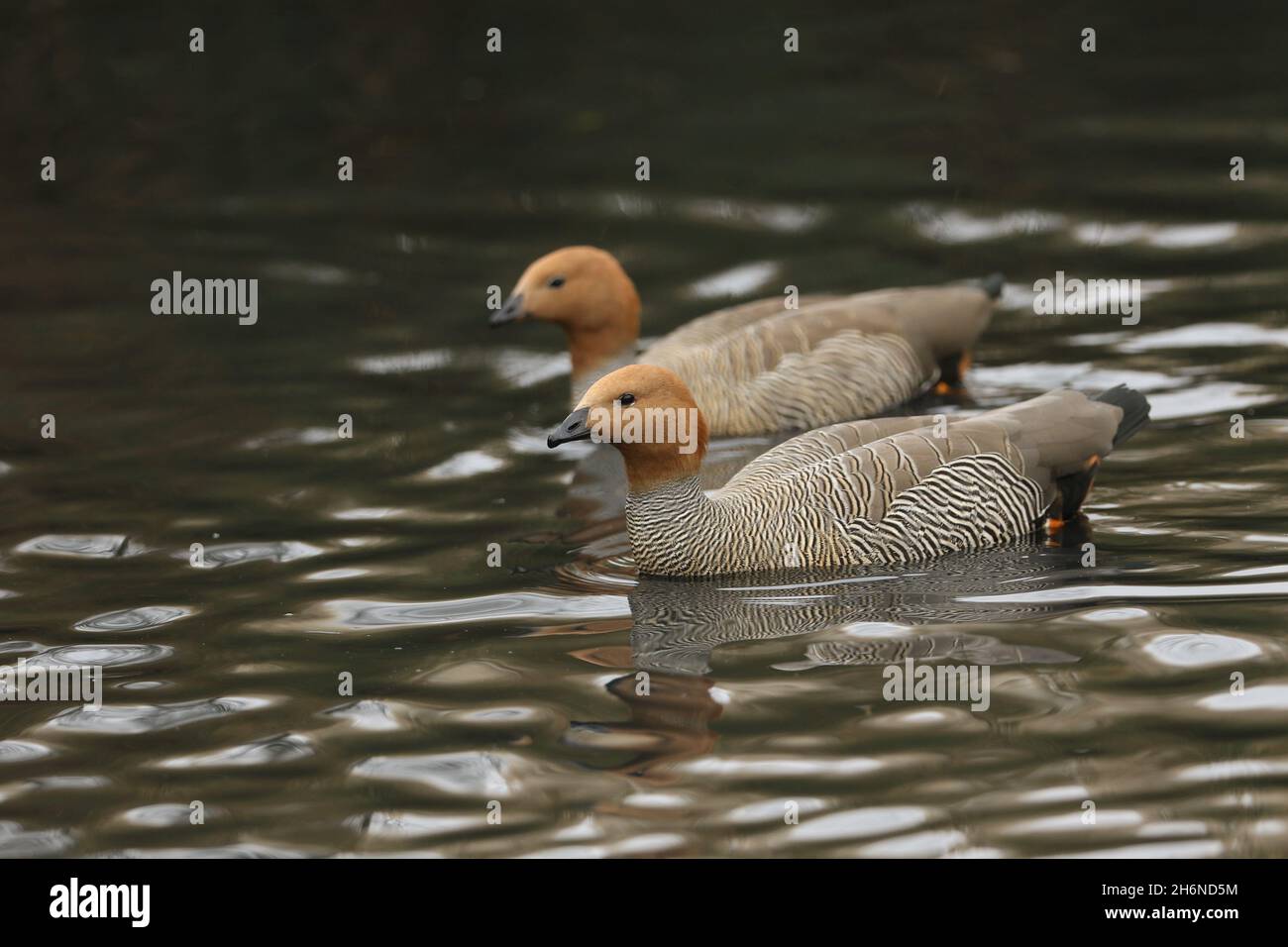 Deux bernaches à tête de Ruddy, Chloephaga rubidiceps, nageant sur un étang de la réserve naturelle de la zone humide de Londres. Banque D'Images
