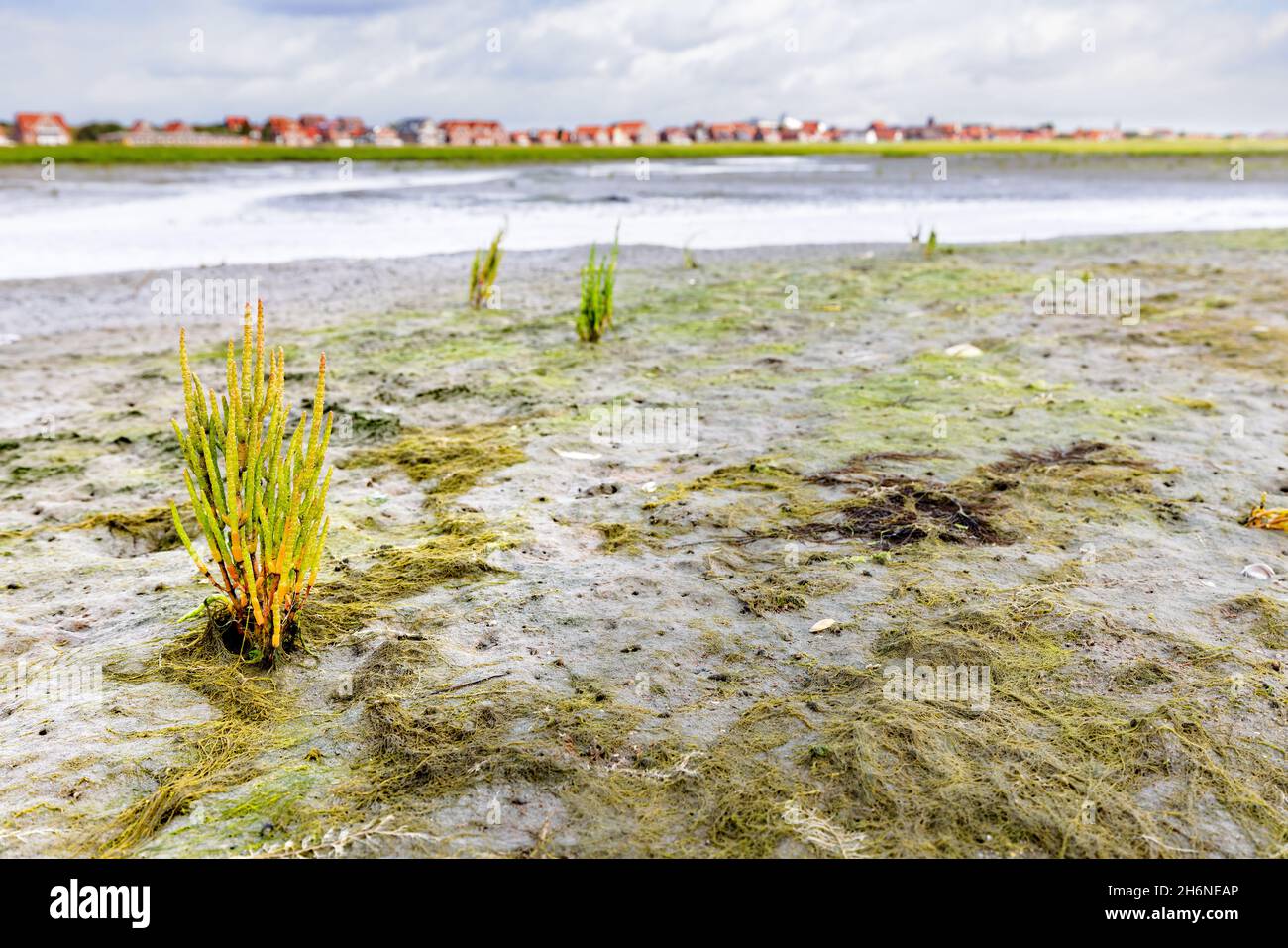 Lavermillepertuis (Salicornia europaea) dans la mer des wadden à marée basse à Juist, îles de la Frise orientale, Allemagne. Banque D'Images