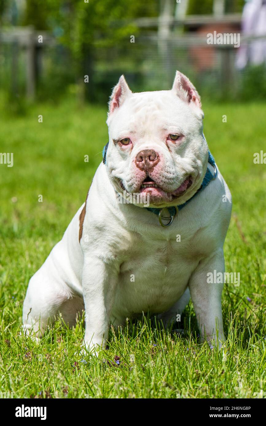 Portrait de chien américain Bully à l'extérieur Banque D'Images